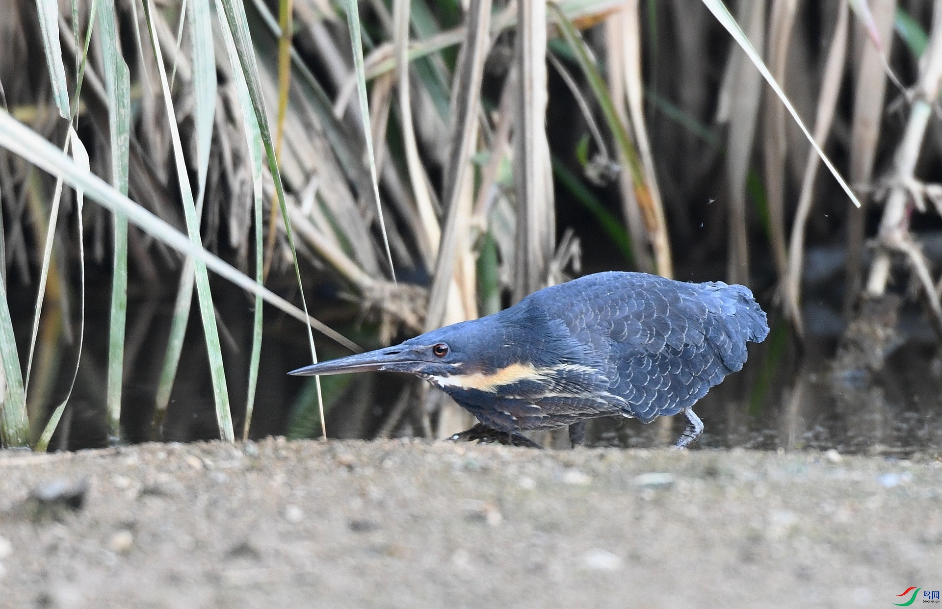 DSC_9133.jpg
