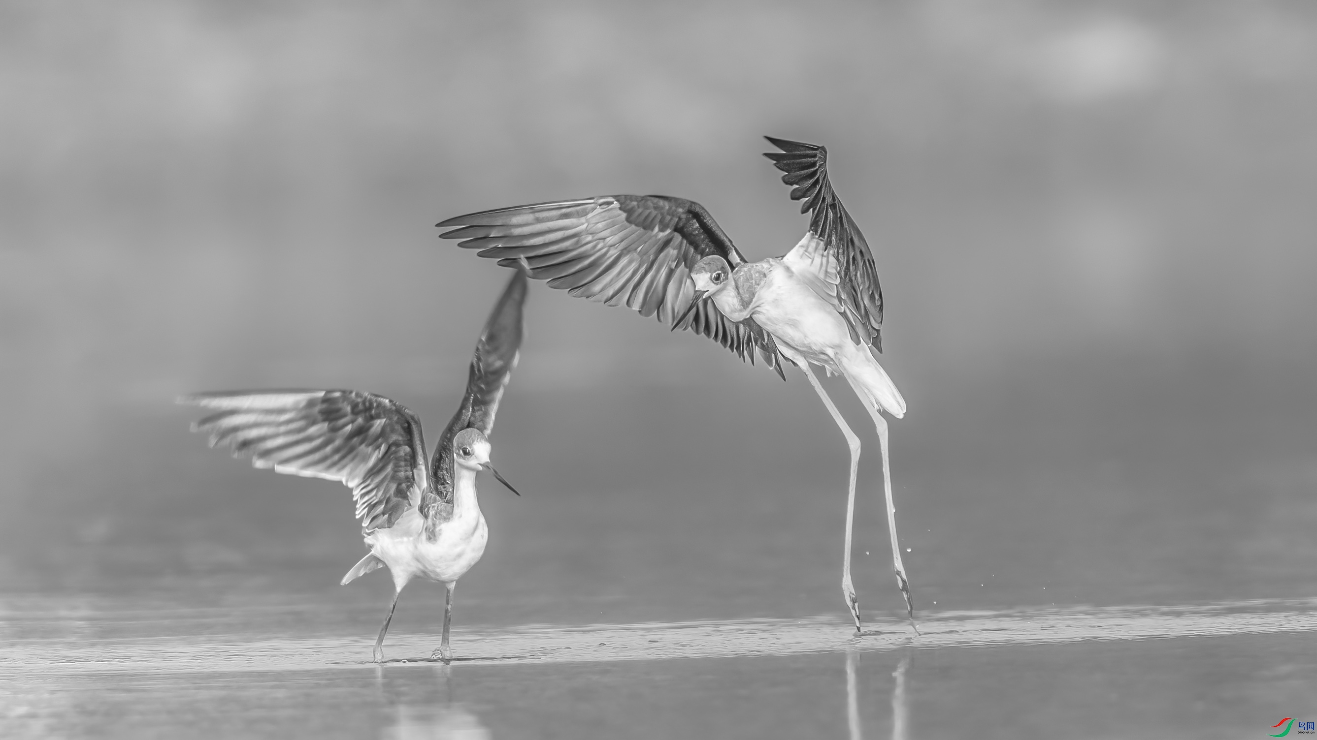 AE1V0799 ����.jpg