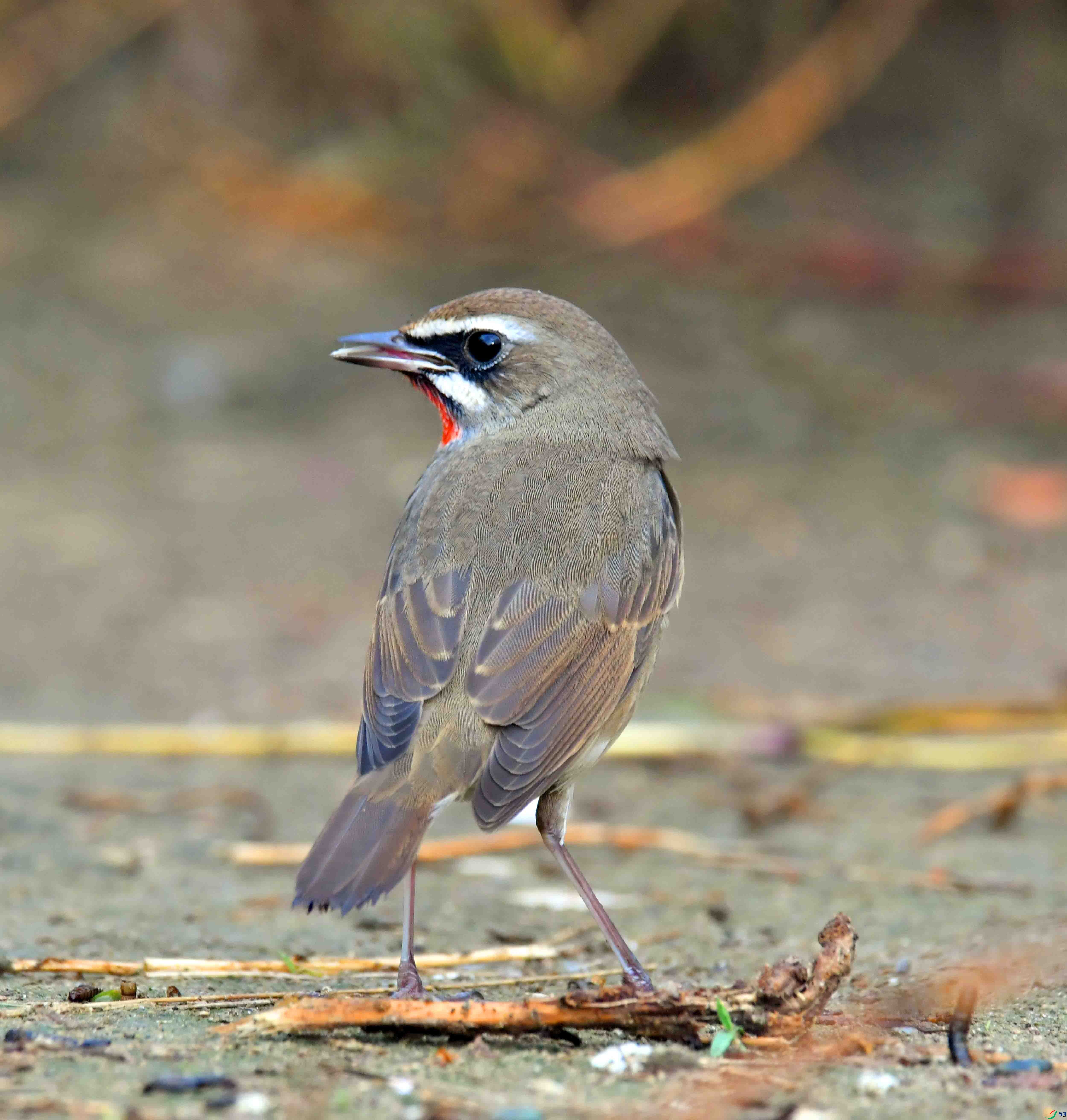 DSC_1799.JPG