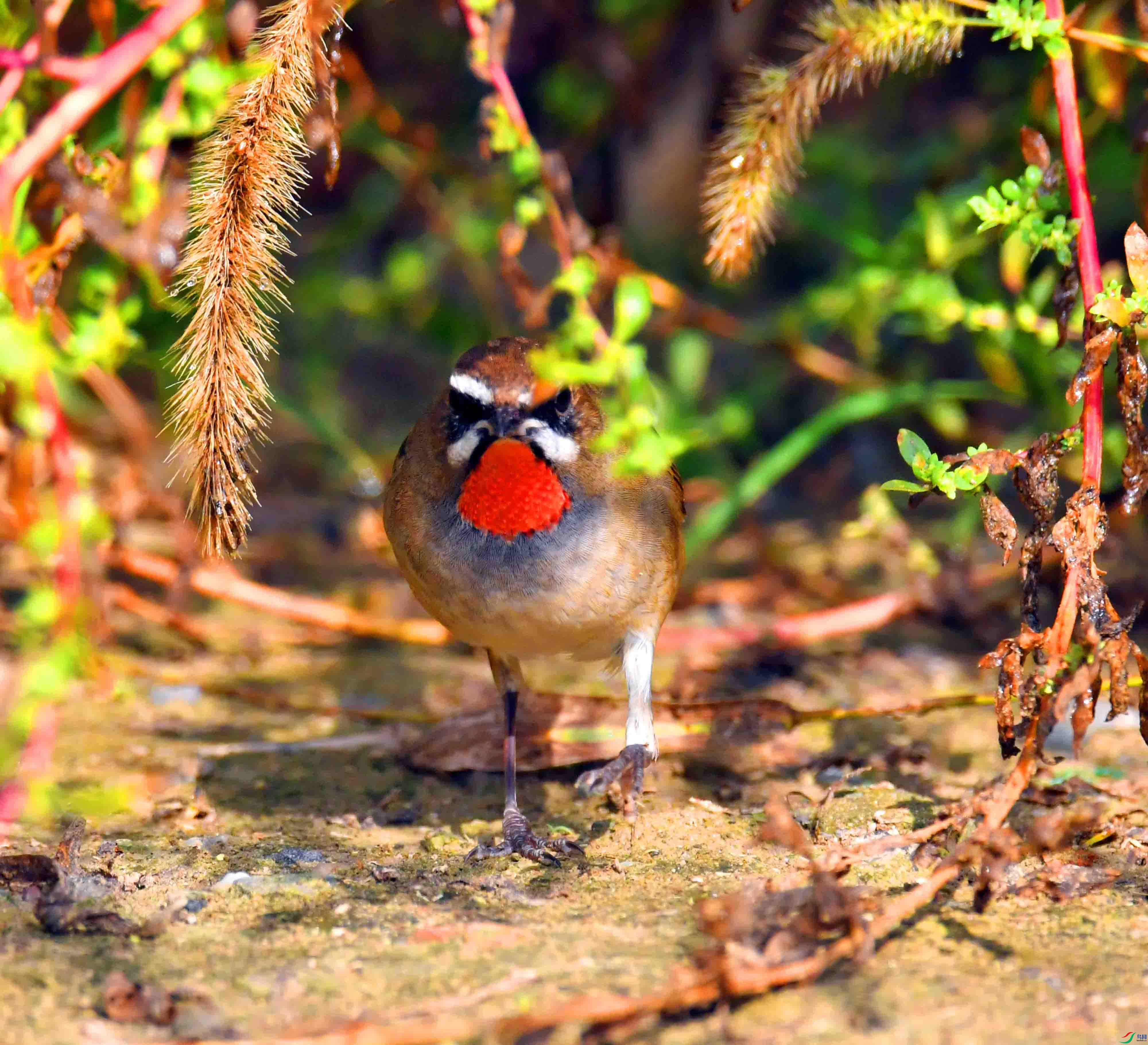 DSC_1816.JPG