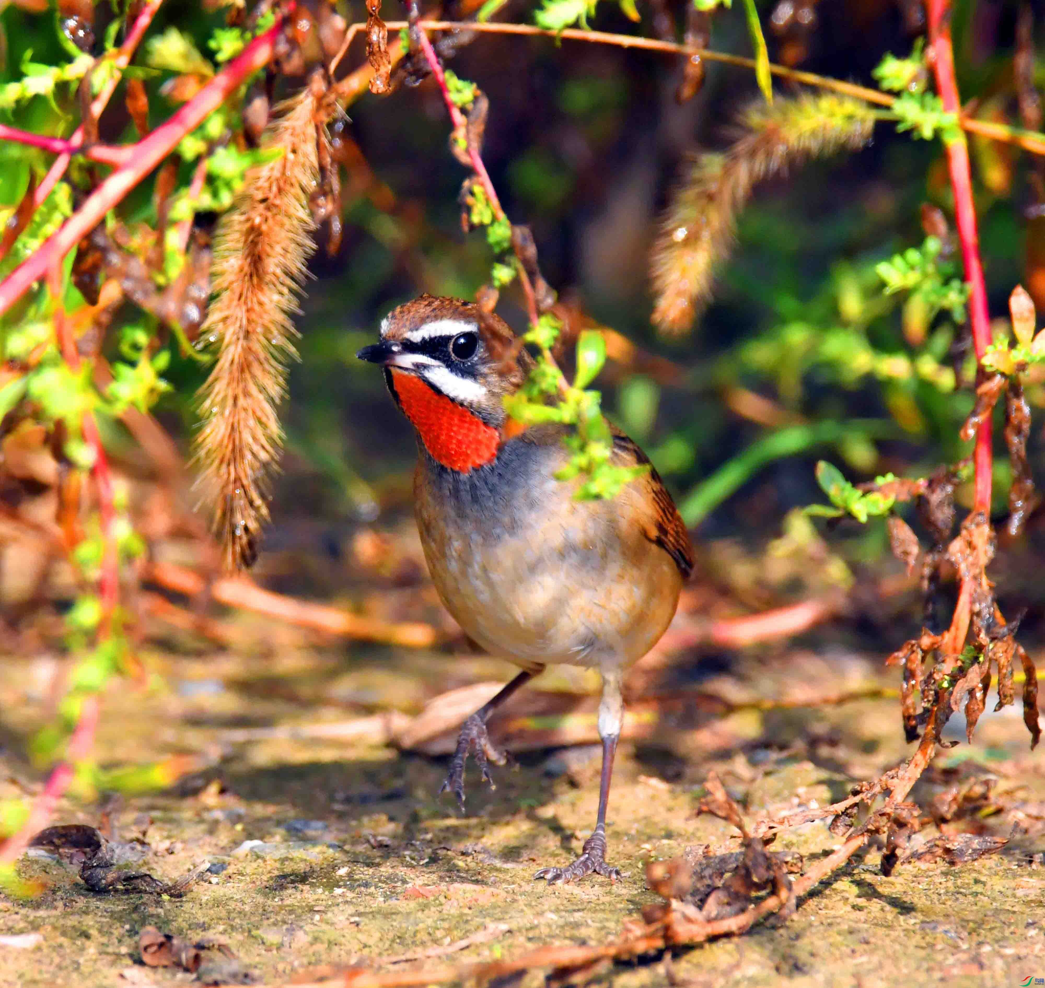 DSC_1817.JPG