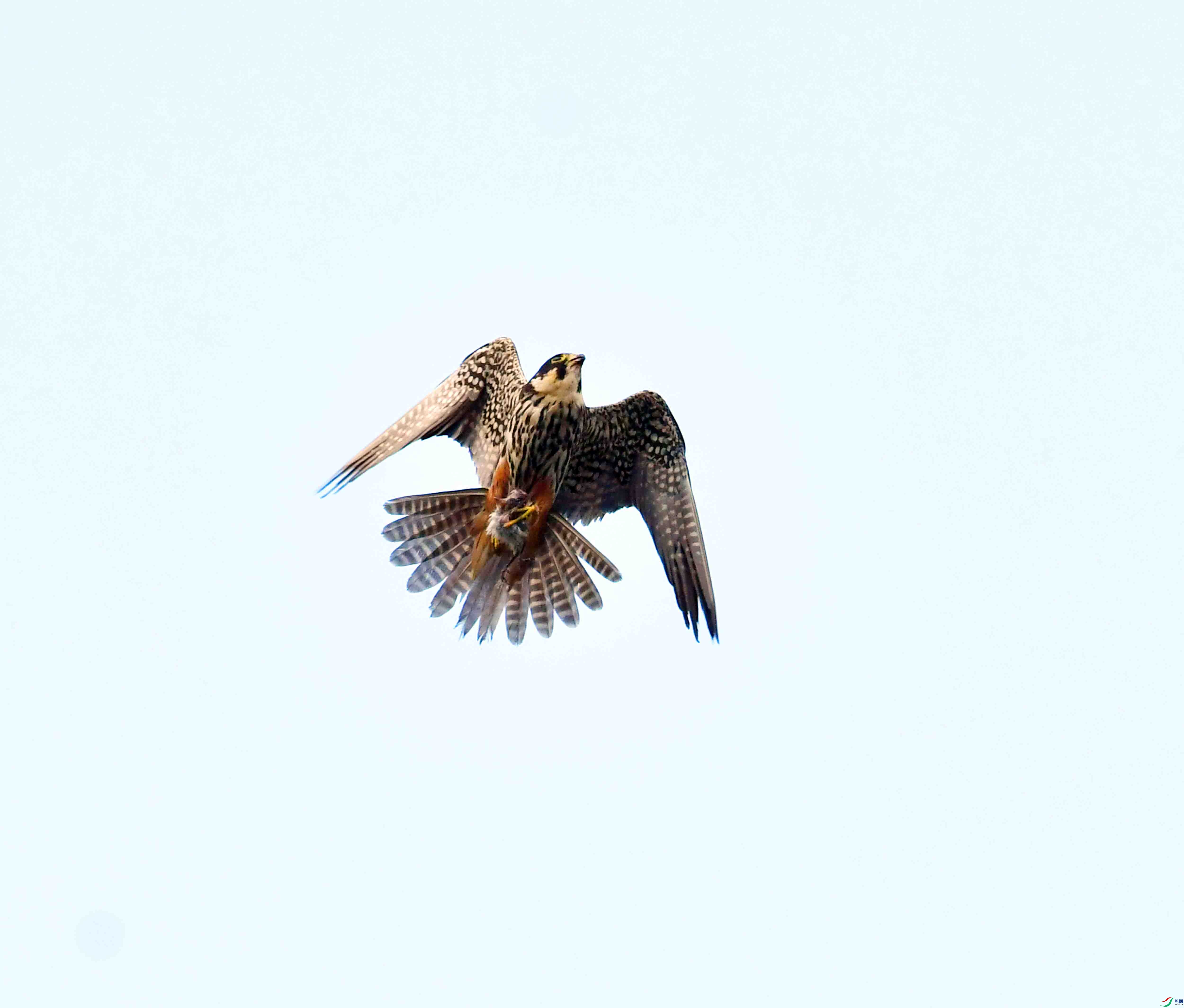 DSC_1509.JPG