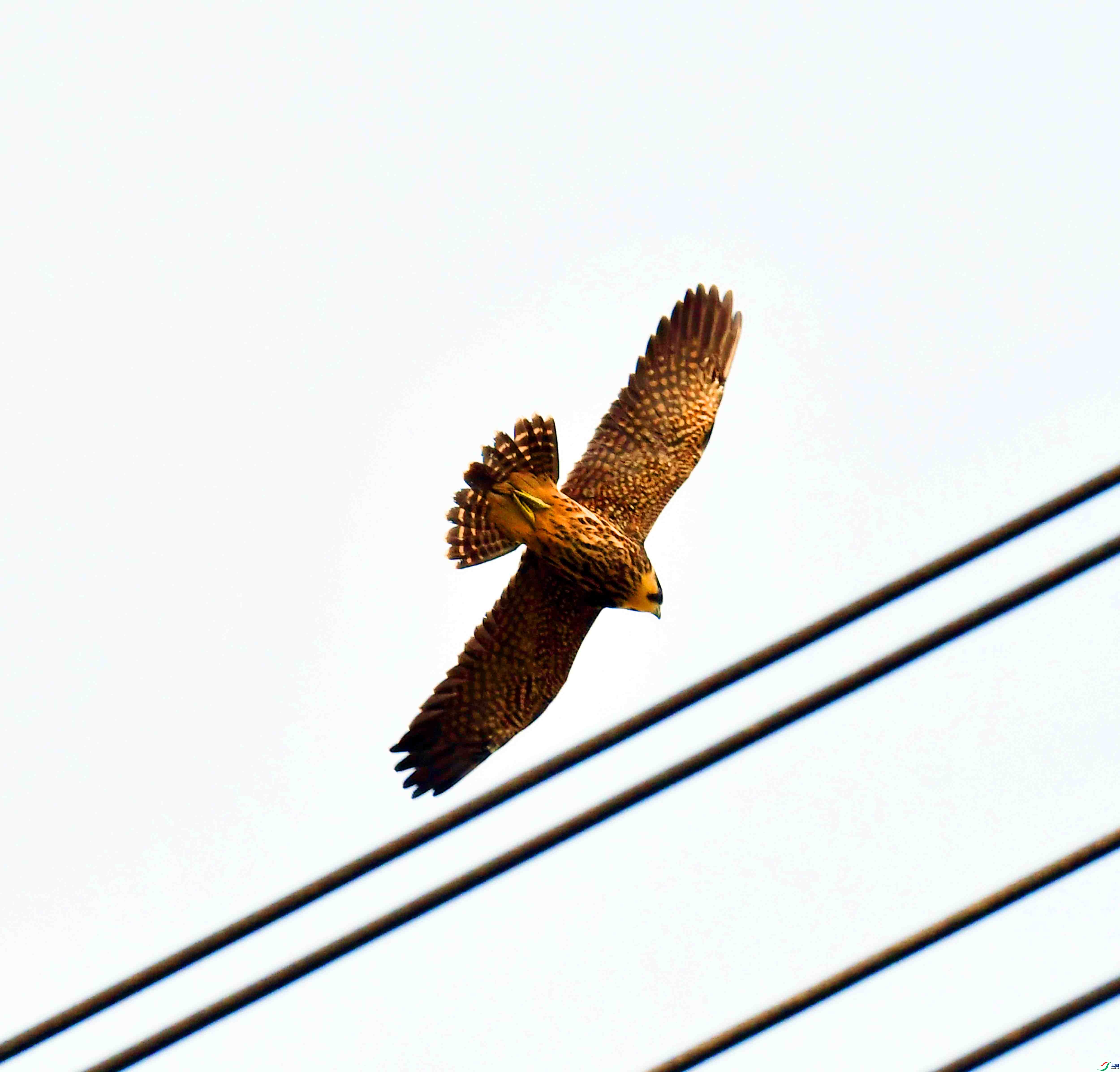 DSC_1596.JPG