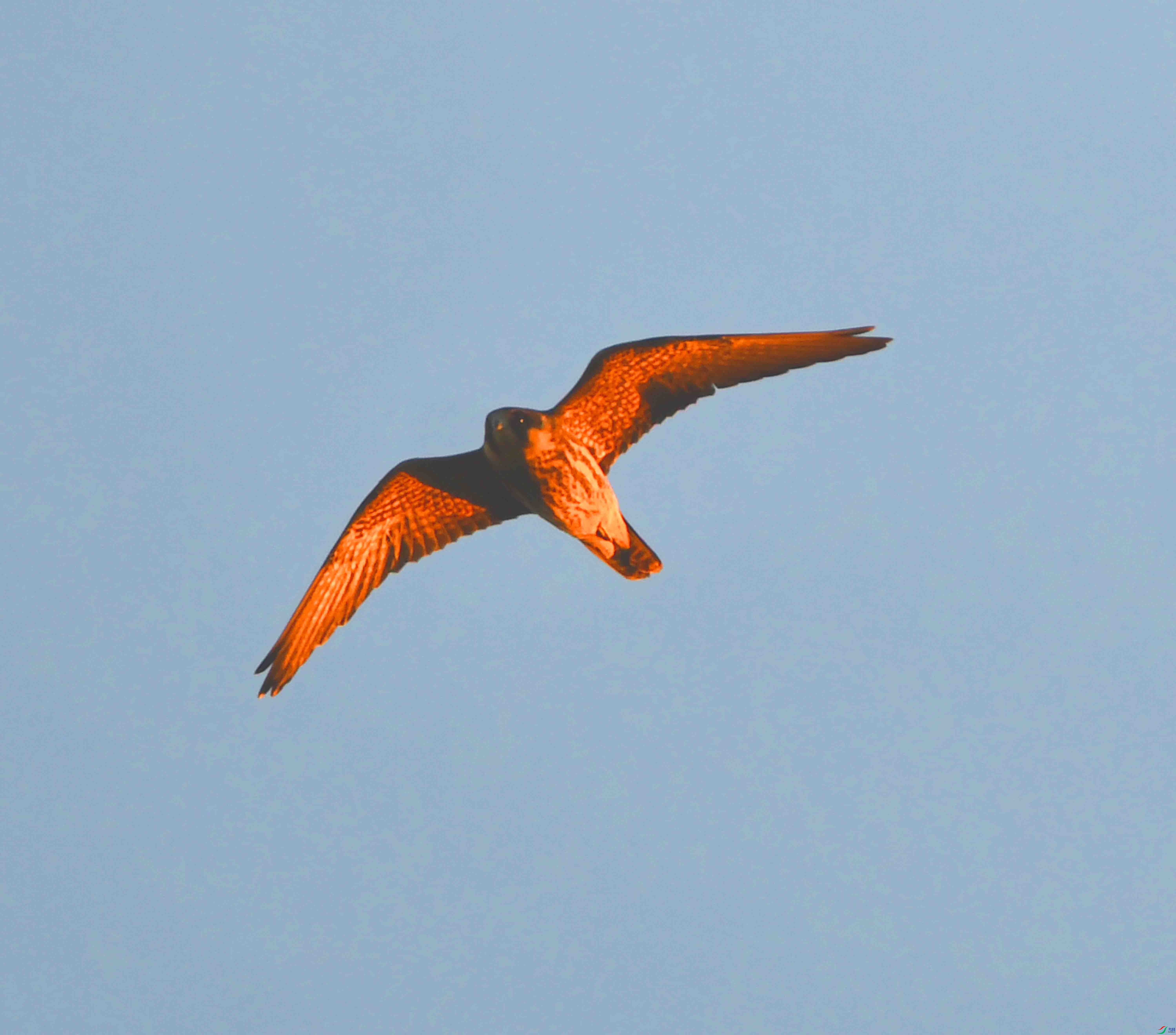 DSC_1609.JPG
