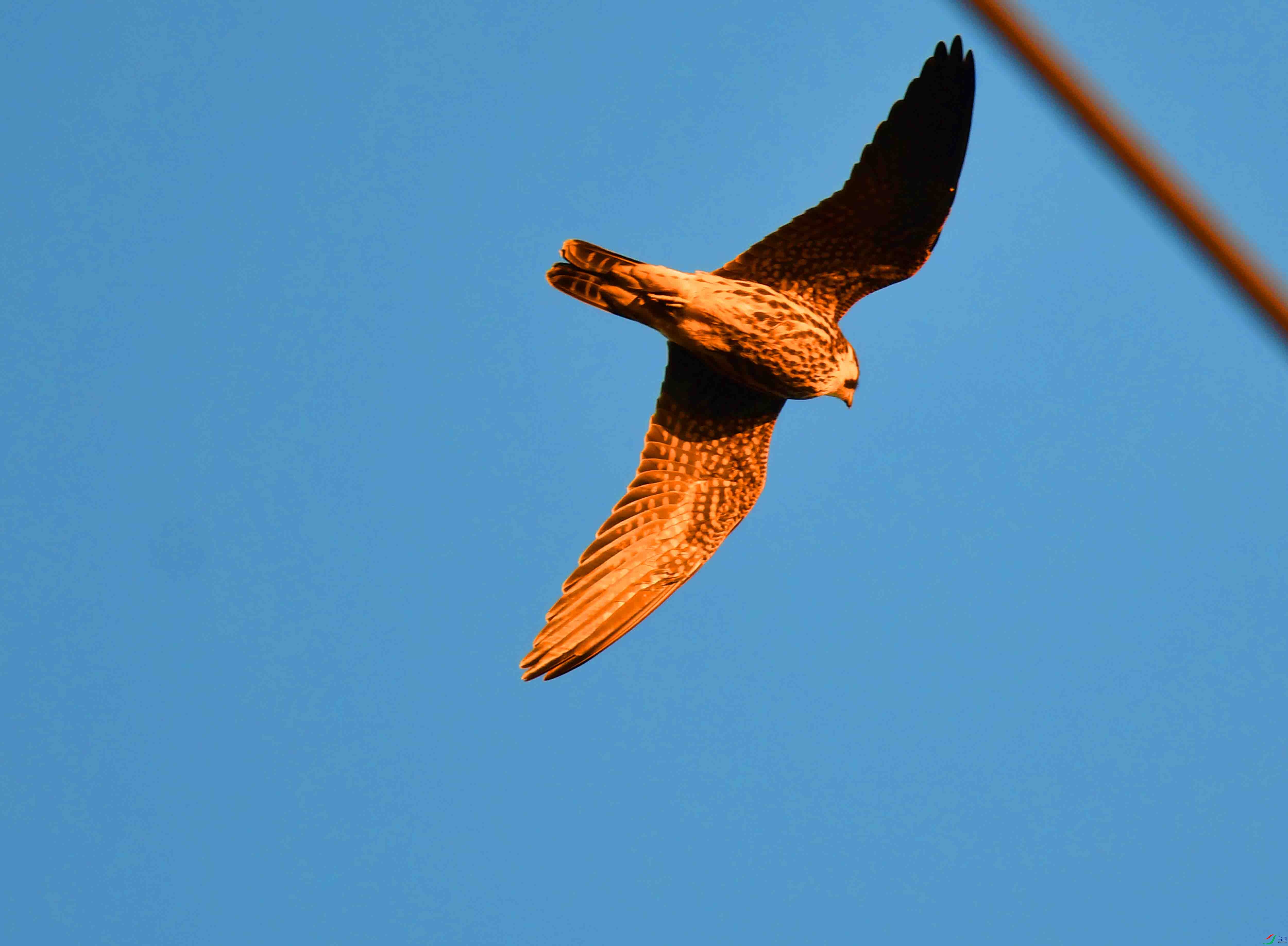 DSC_1654.JPG