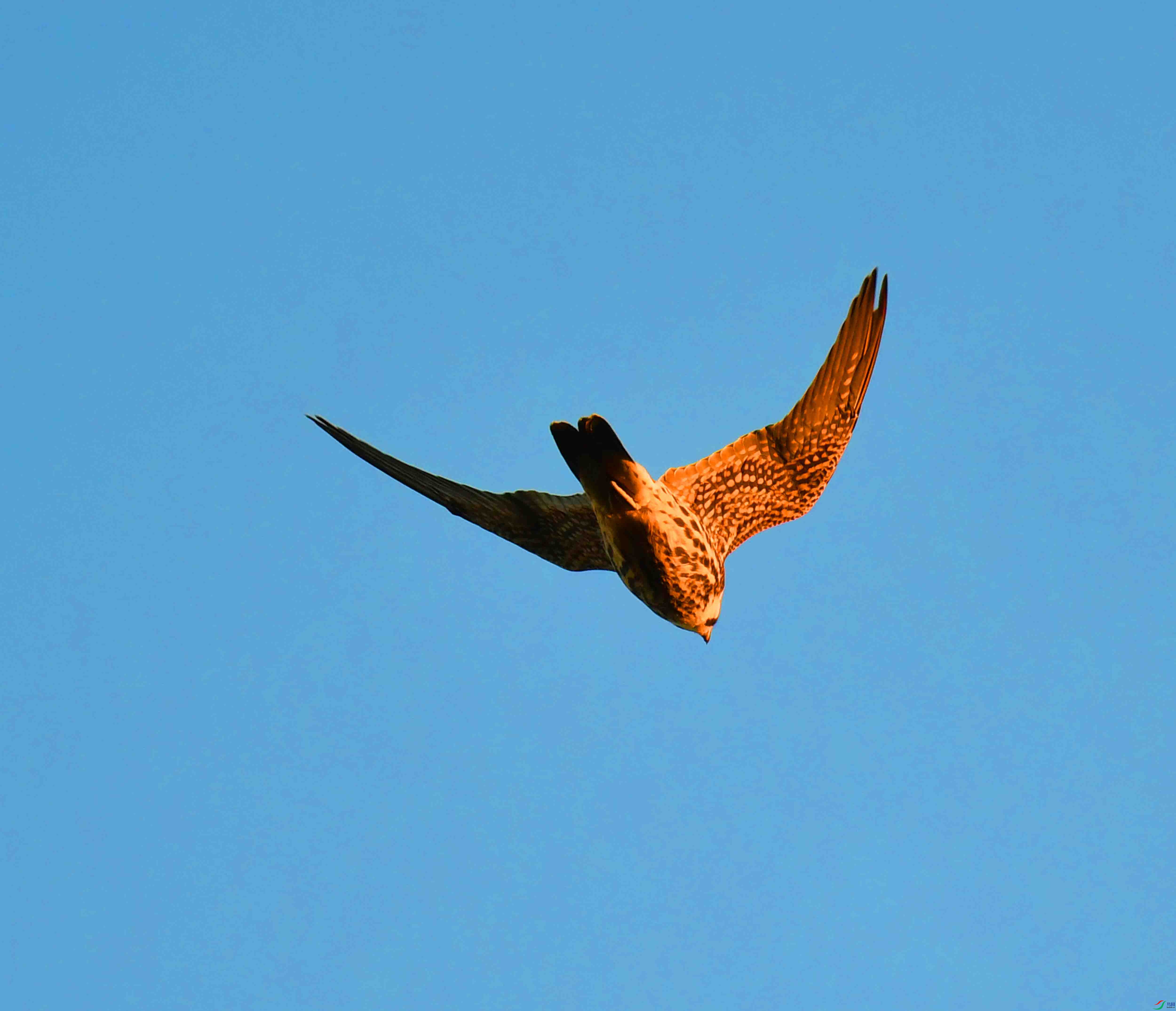 DSC_1661.JPG