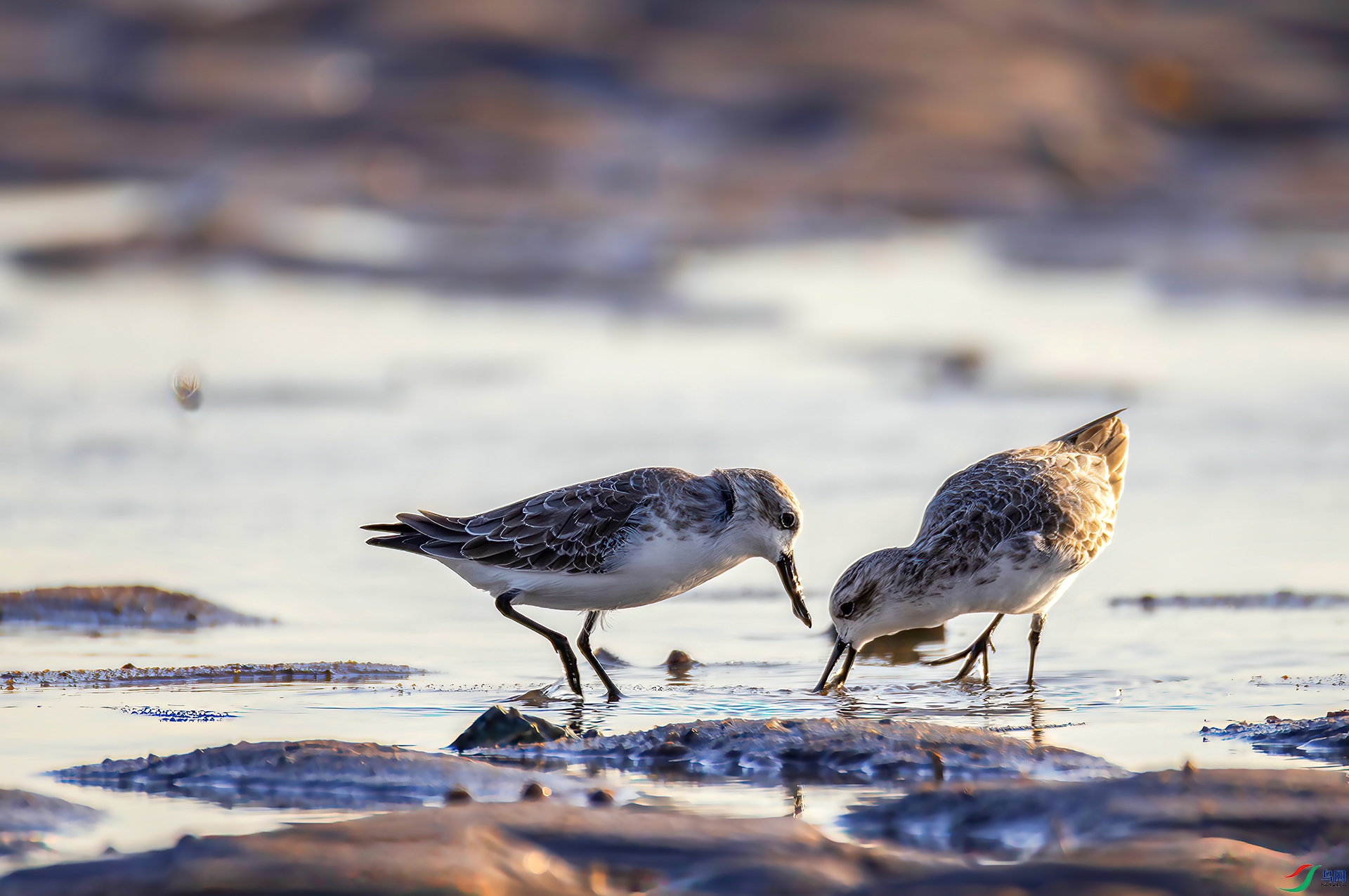 407A0096-----22  .jpg