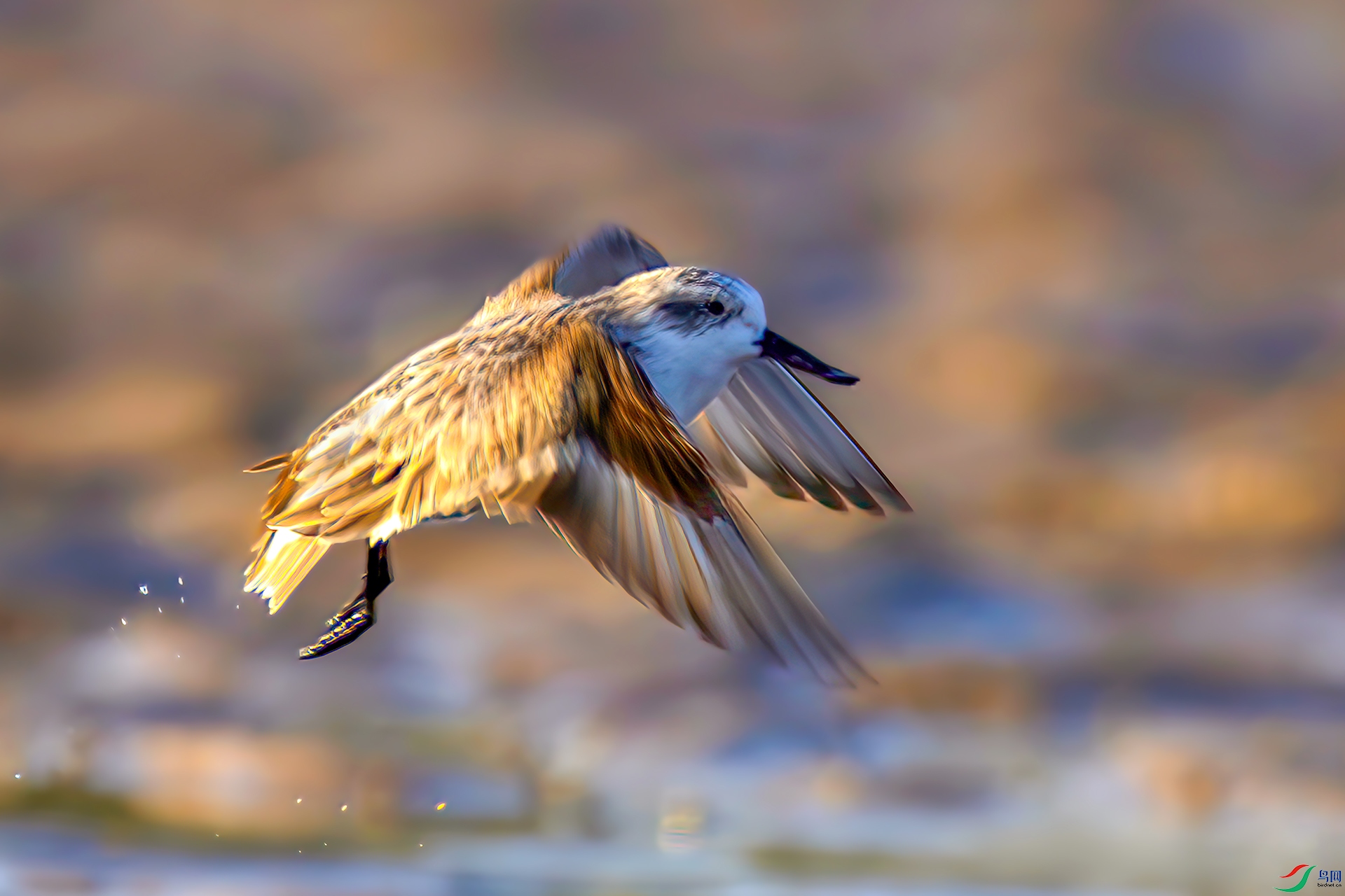 407A1287------3333  .jpg