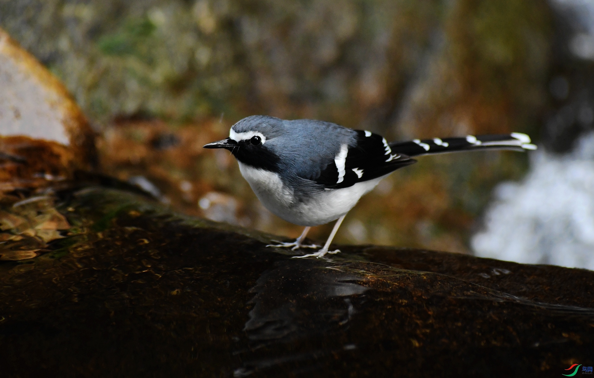 DSC_6294.jpg