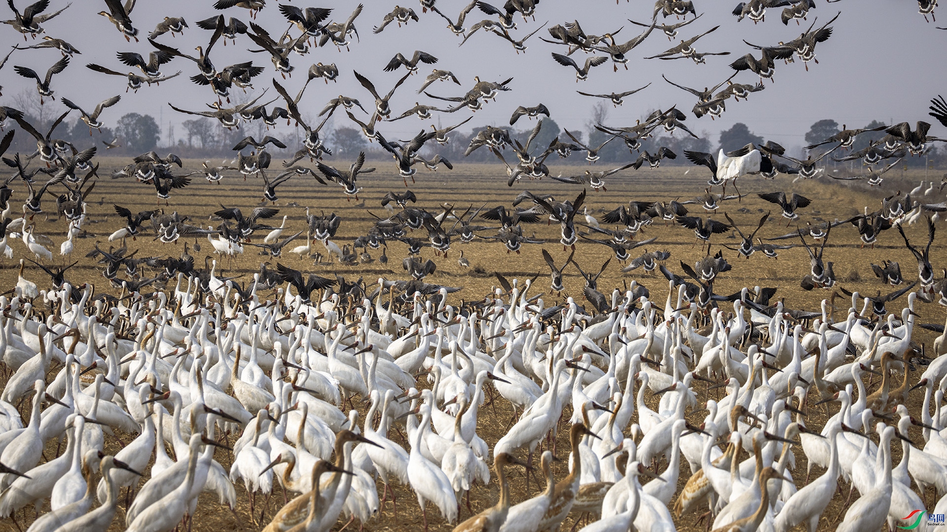 �׺׷���  ����  .jpg