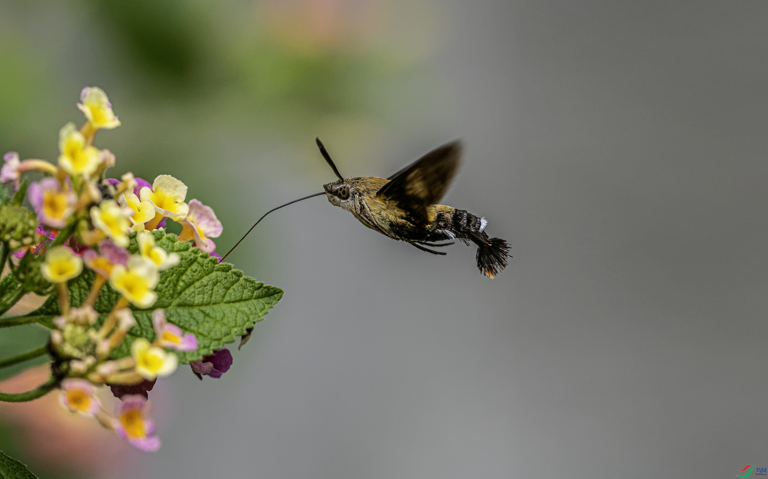 ����ӥ�� (51)-01.jpg