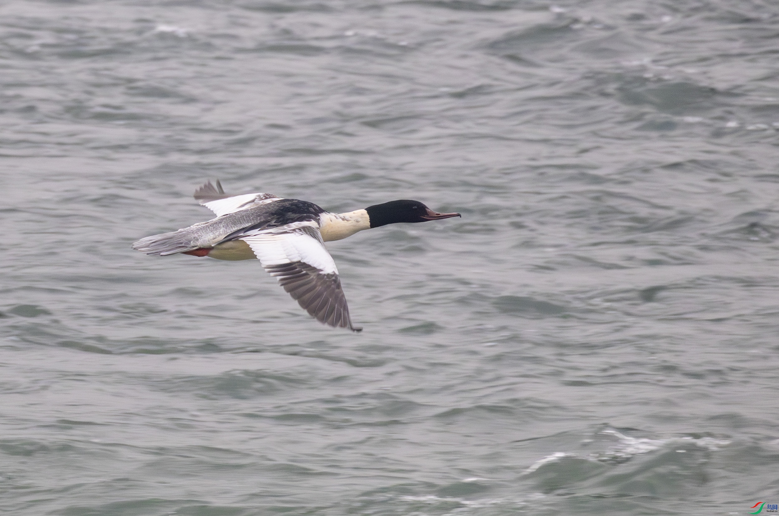 G47A1368-����ǿ-NR ����.jpg