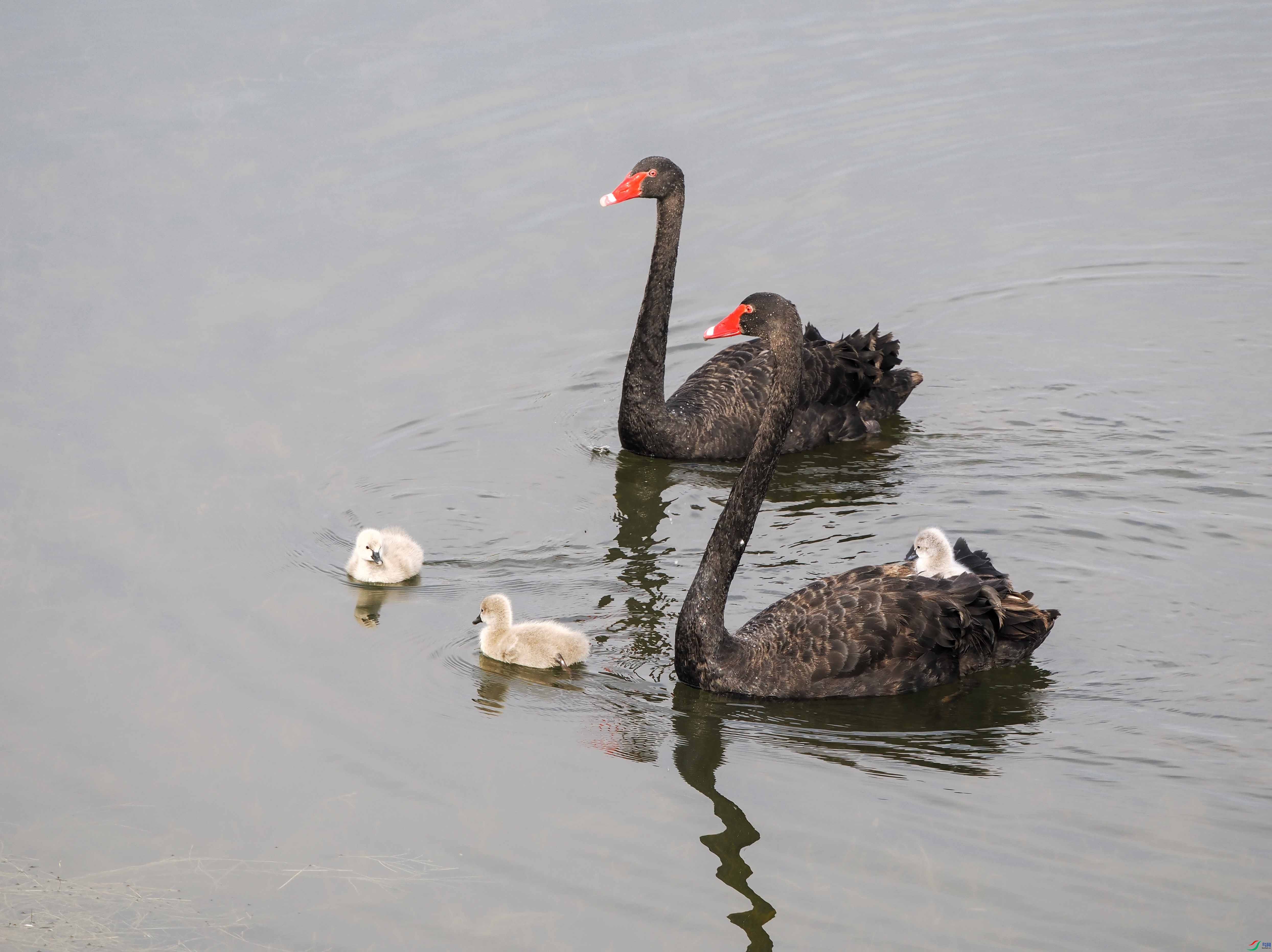 1-PB150469 ���� -xt����.jpg