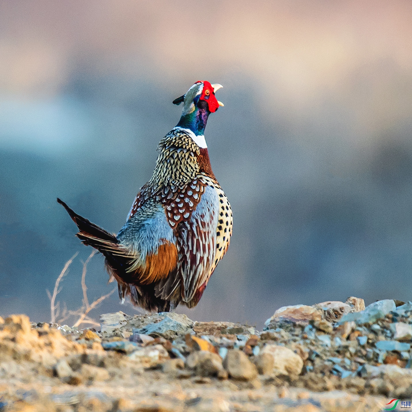 _90I8606 ����.jpg