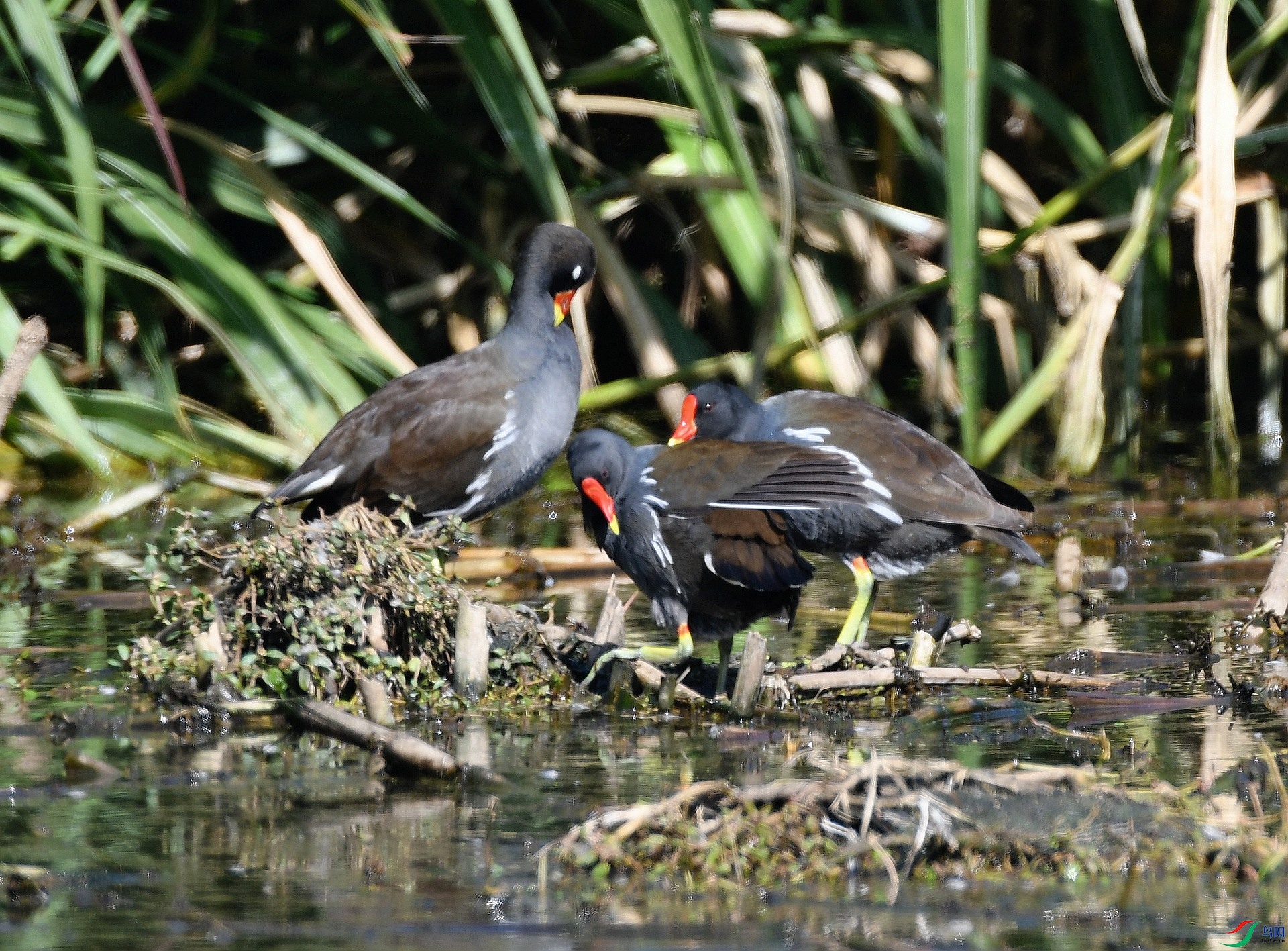DSC_6964.jpg