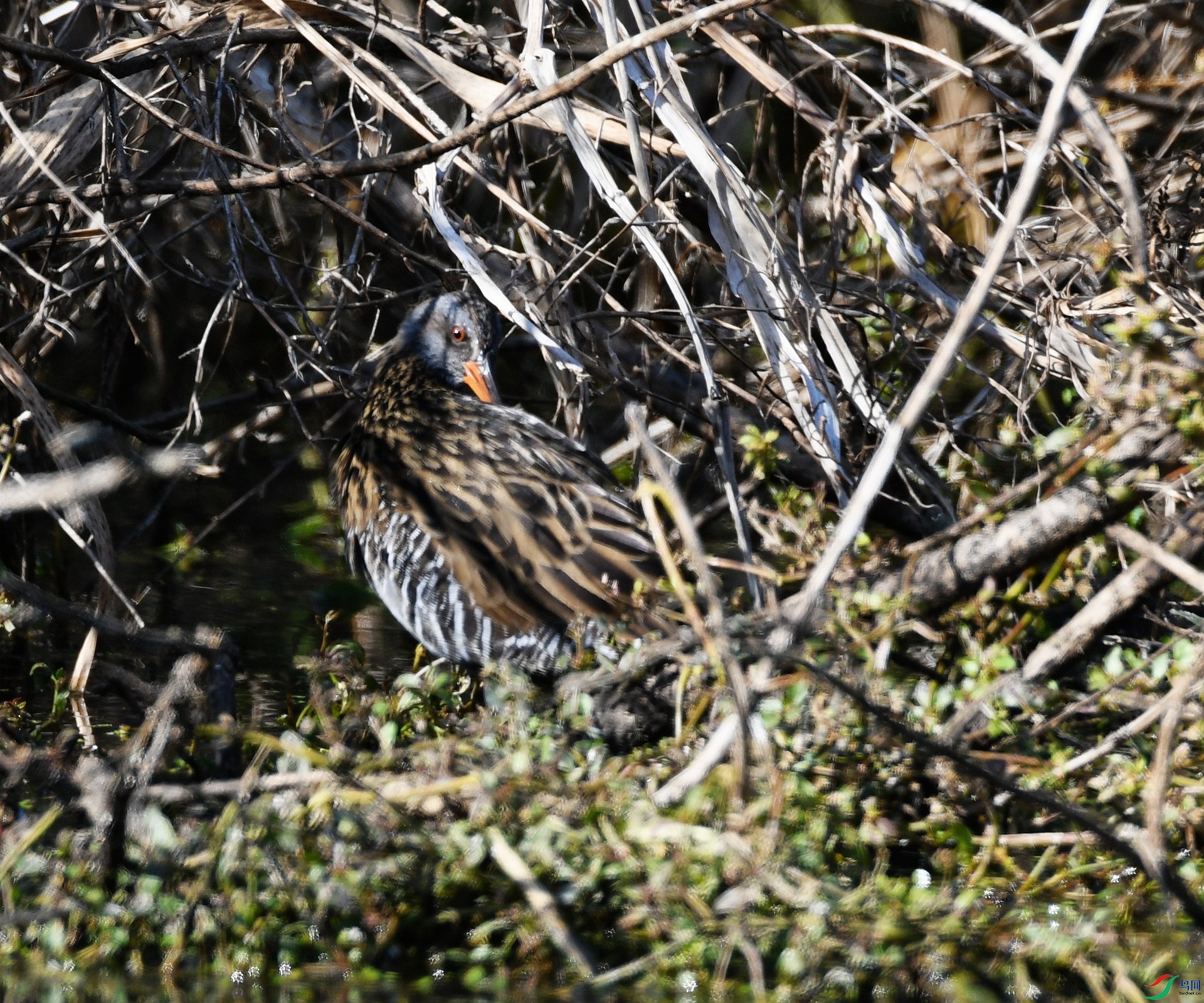 DSC_7226.jpg