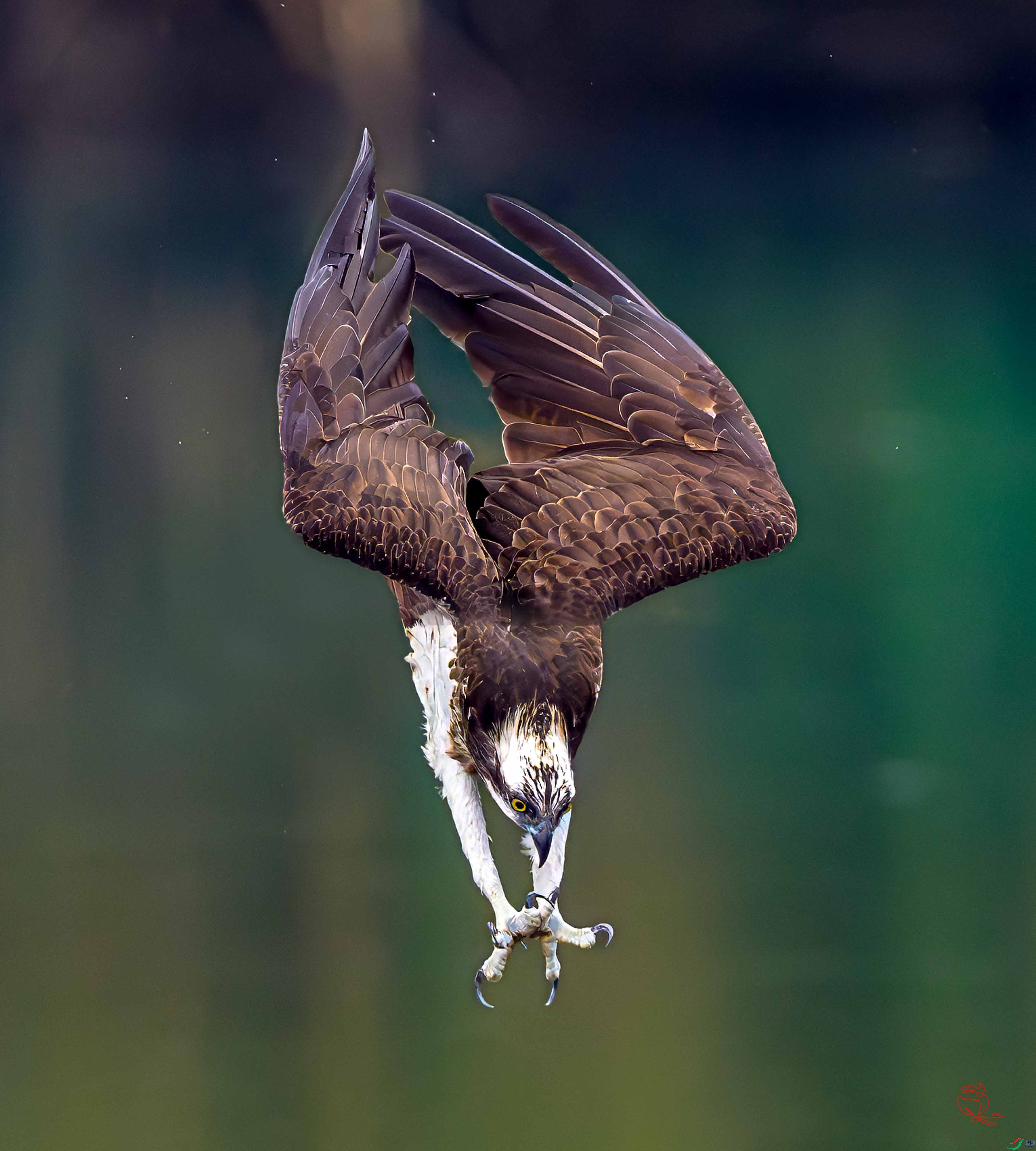_DSC4272.psd-3.JPG