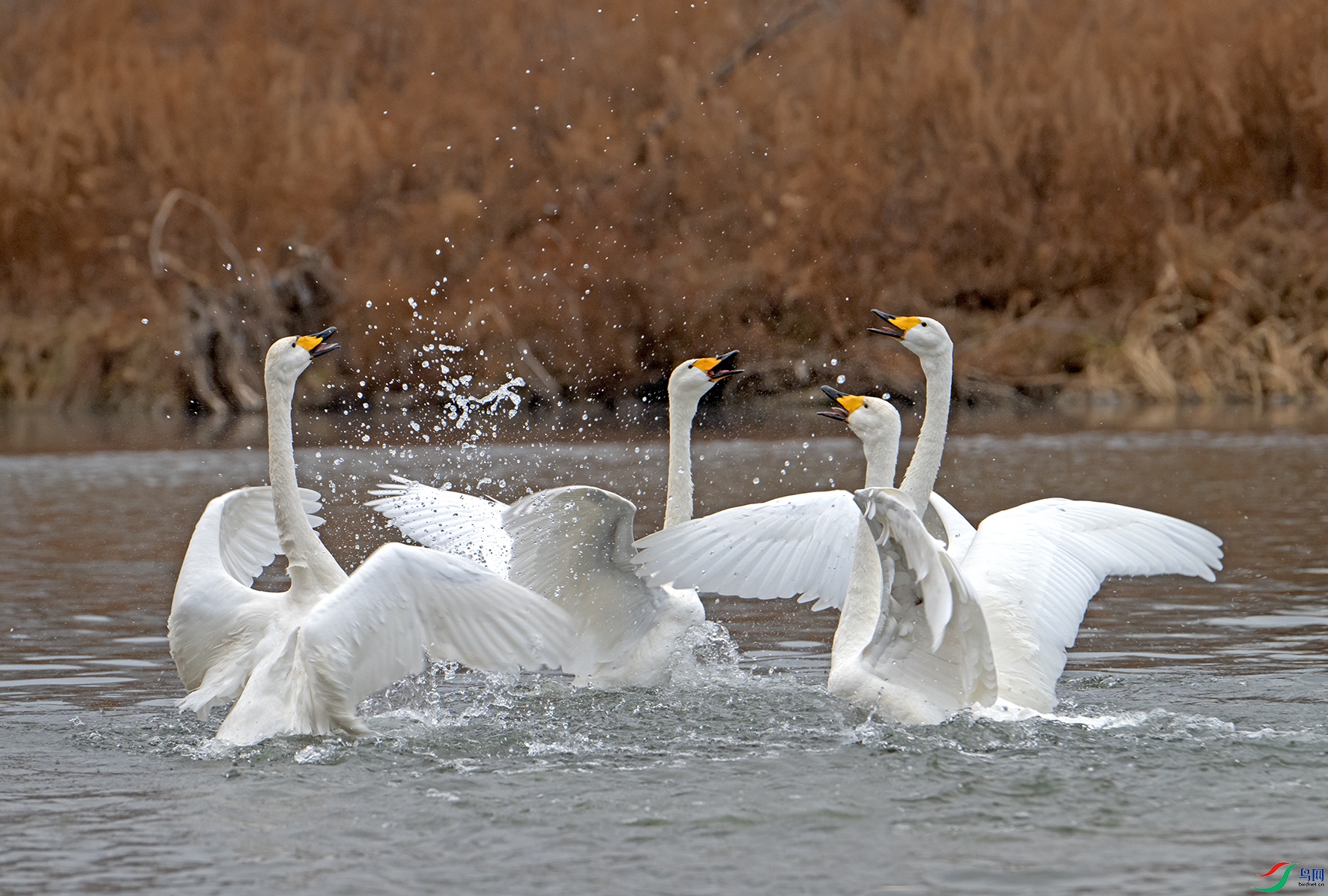 _DSC9443.jpg