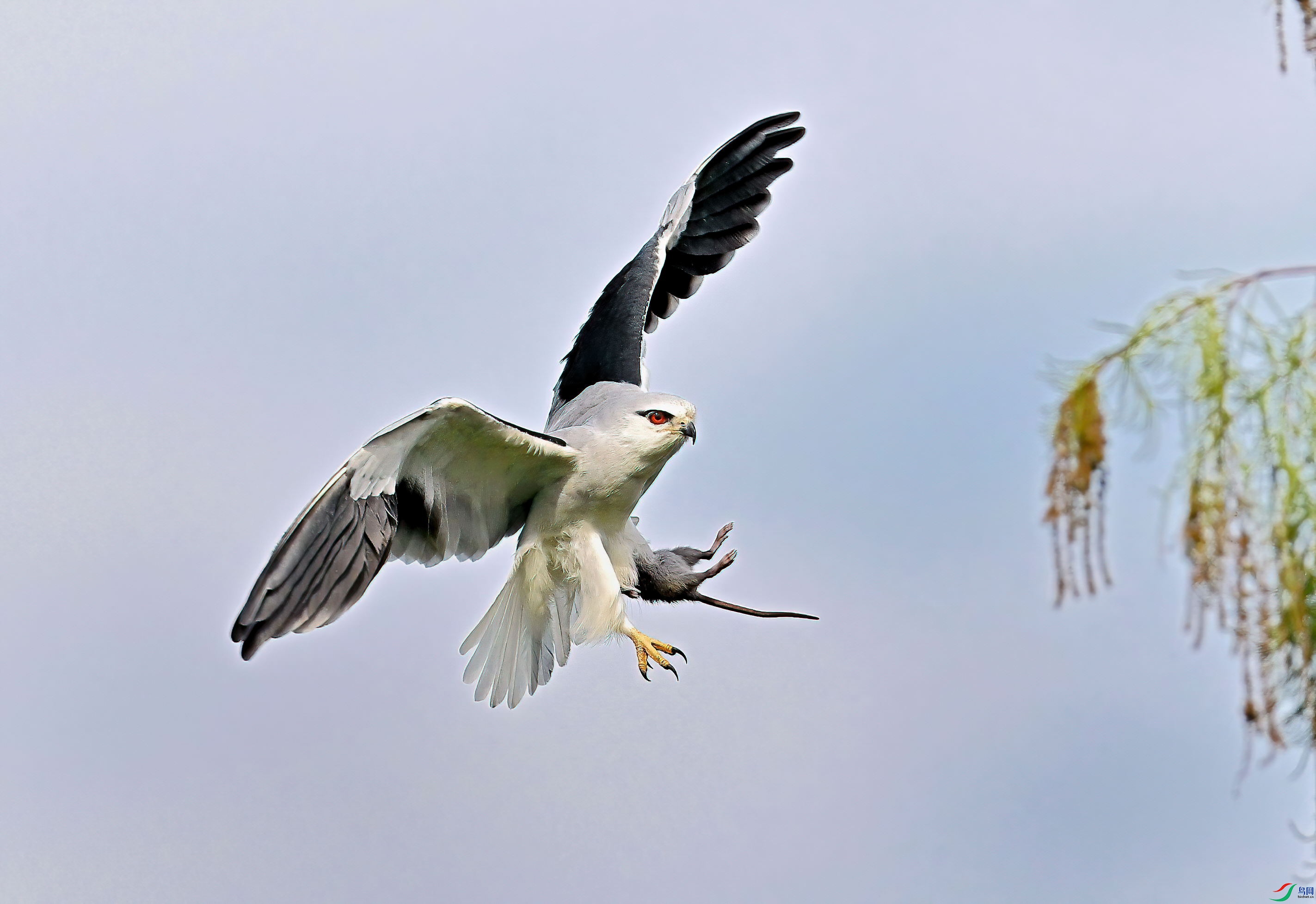 DSC_8992-DeNoiseAI-low-light-DeNoiseAI-low-light (1).jpg