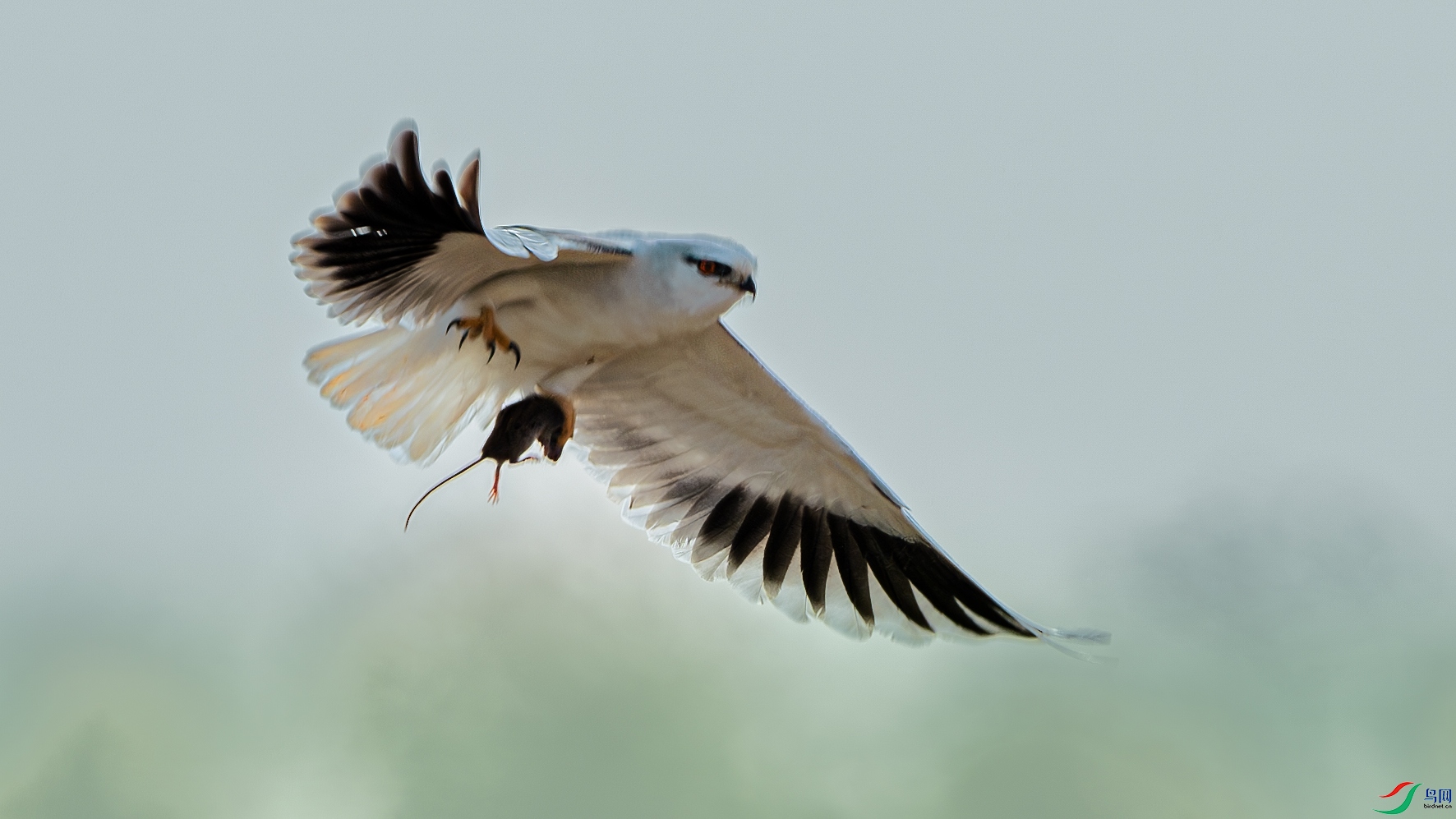 DSC_8341-����ǿ-NR-2 ����.jpg