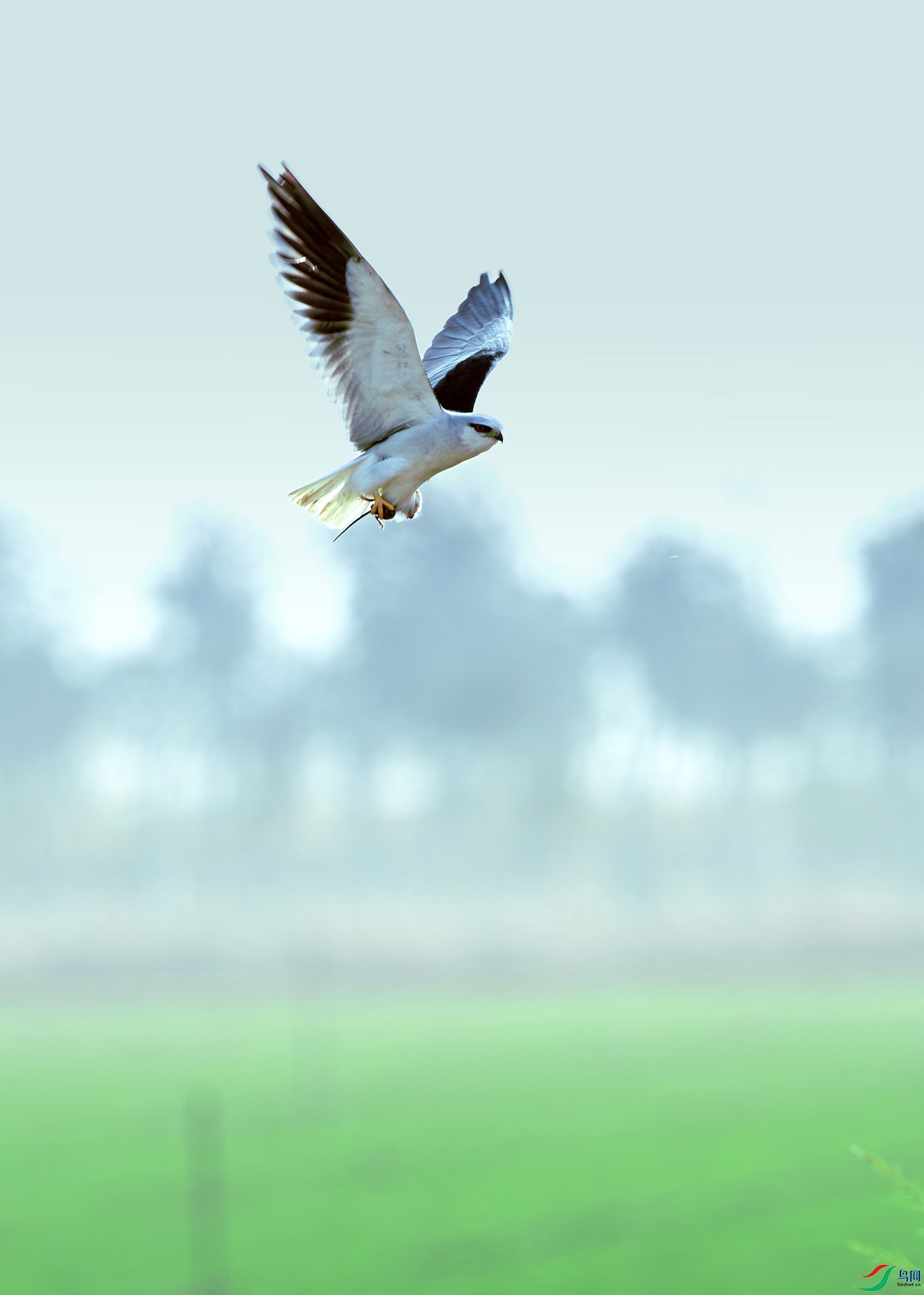 DSC_8339-����ǿ-NR ����.jpg