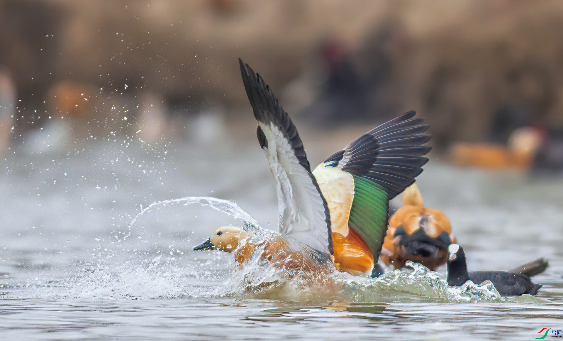 _S7I4655 ����-Sh----1 .jpg