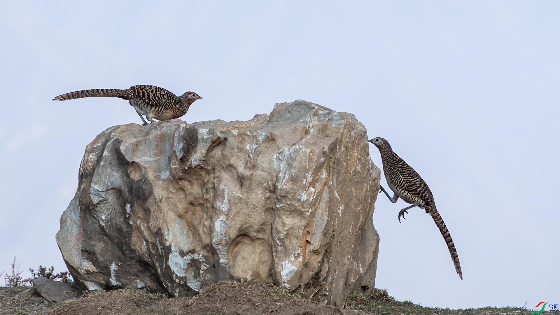 WGB_2189 ����.jpg