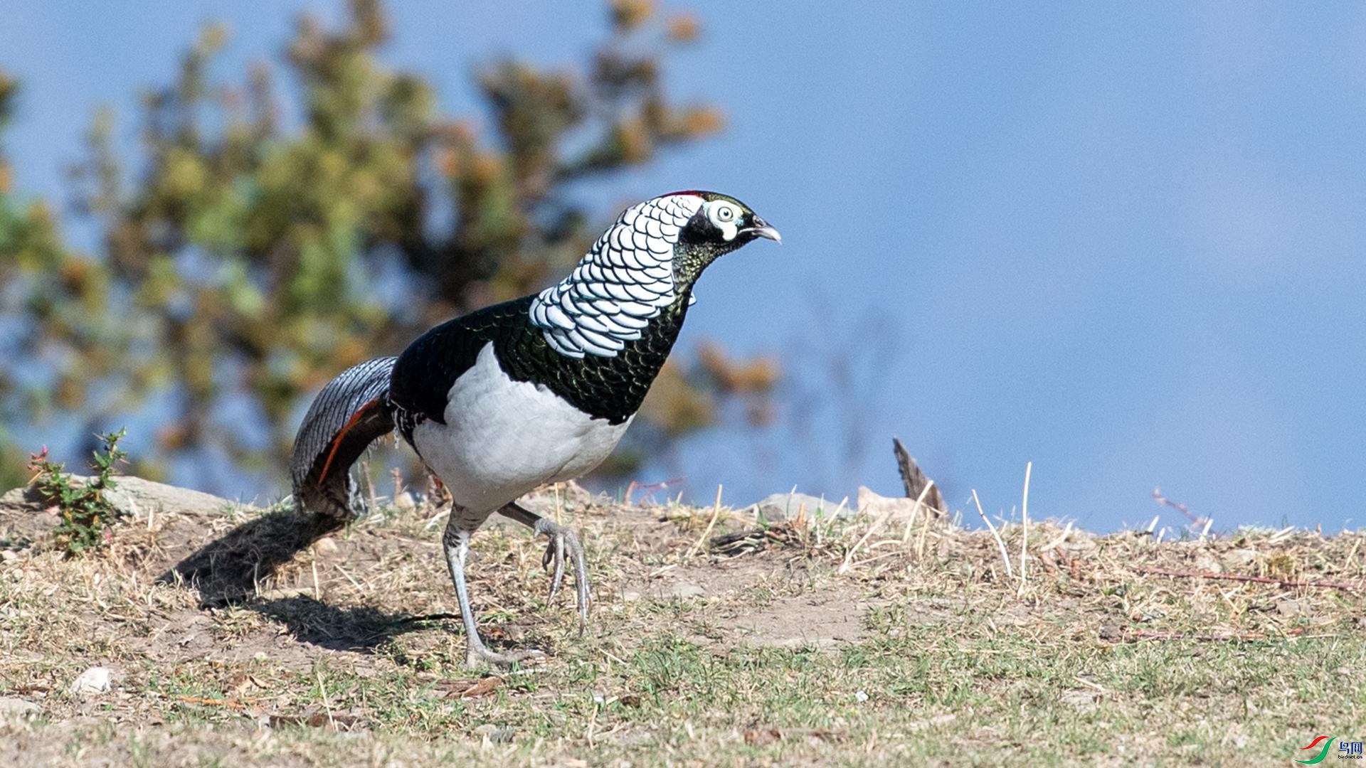 WGB_2216 ����.jpg