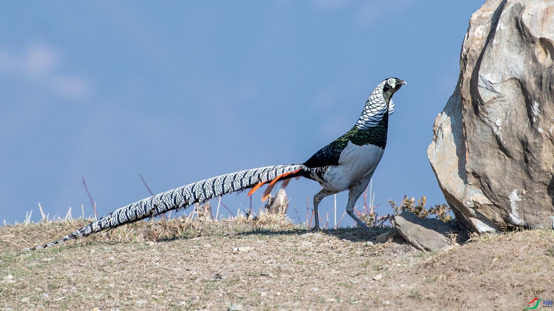 WGB_2260 ����.jpg