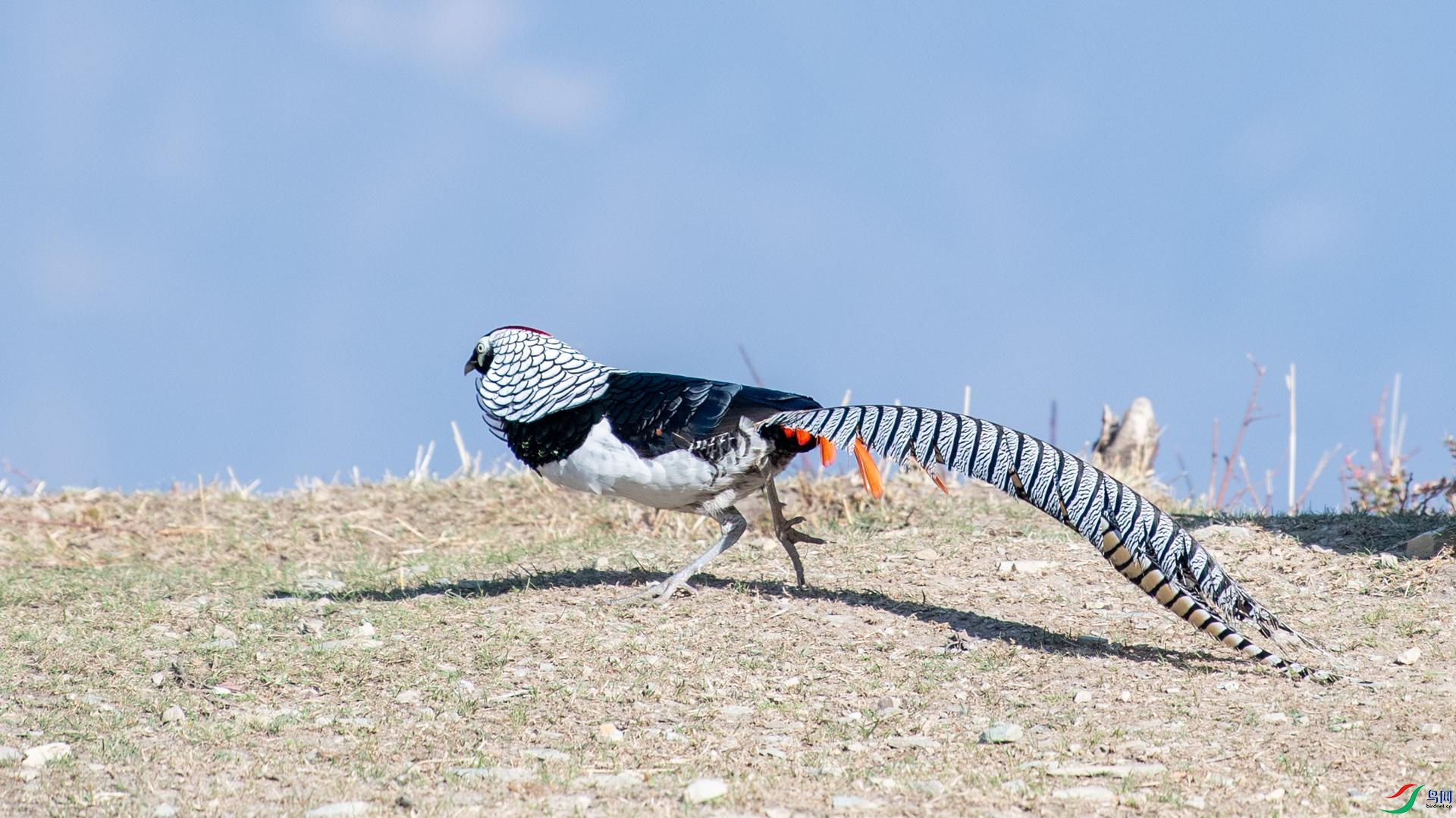 WGB_2276 ����.jpg