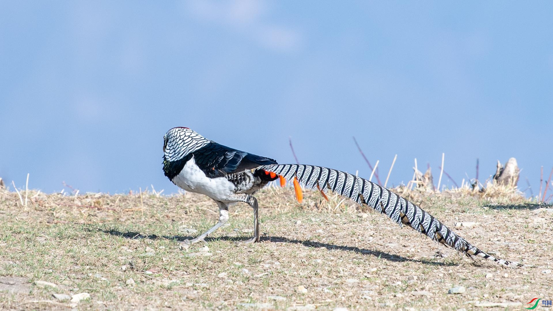 WGB_2280 ����.jpg