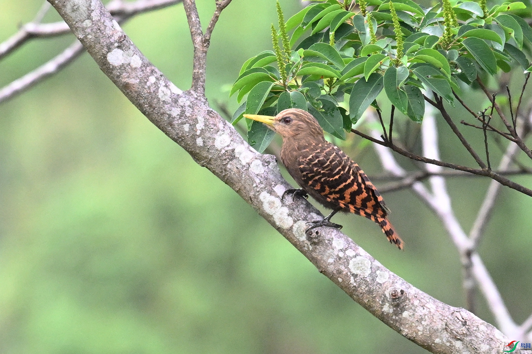 DSC_9527.JPG