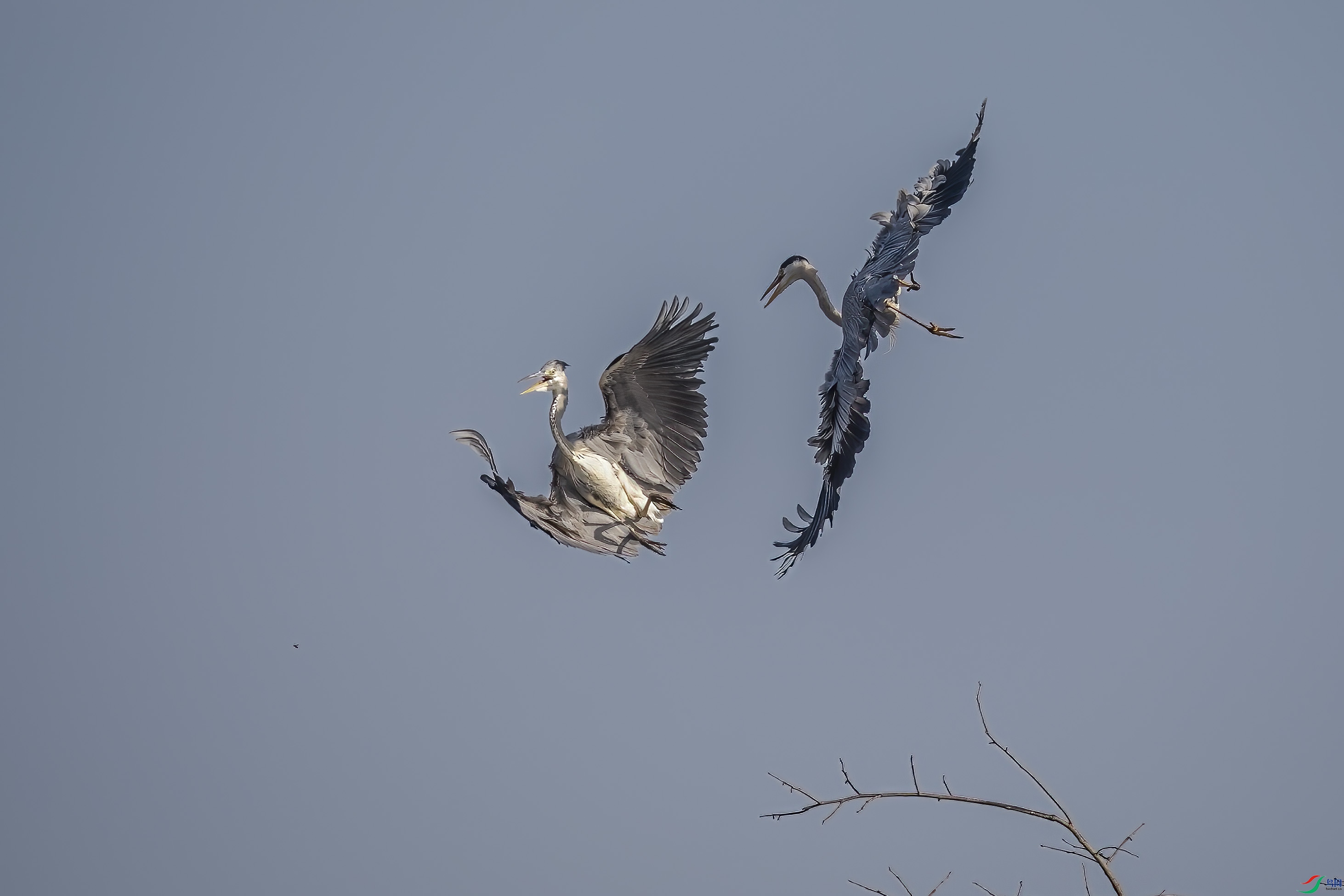 DSC_9543 ����.jpg