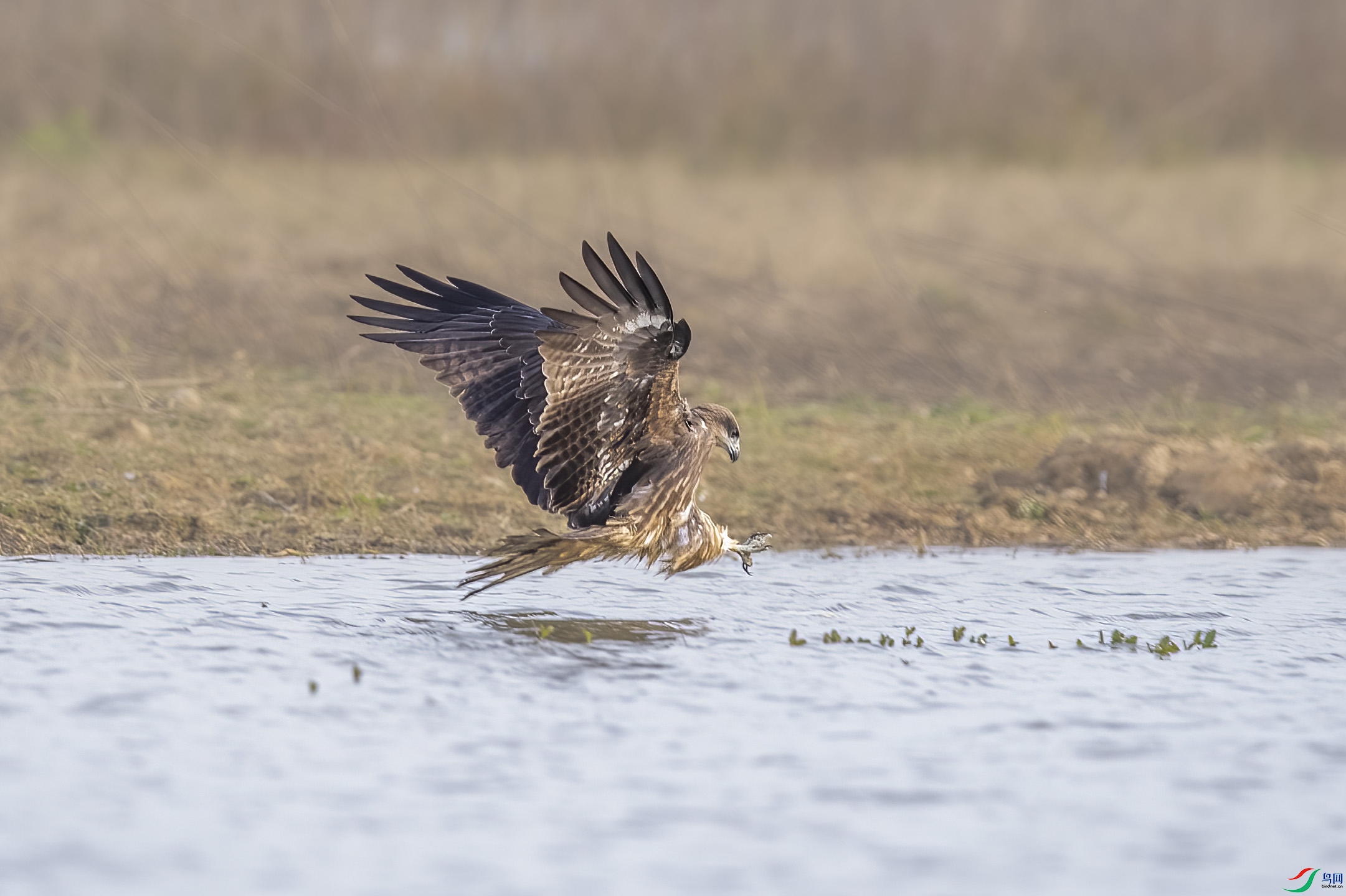 DSC_9576 ����.jpg