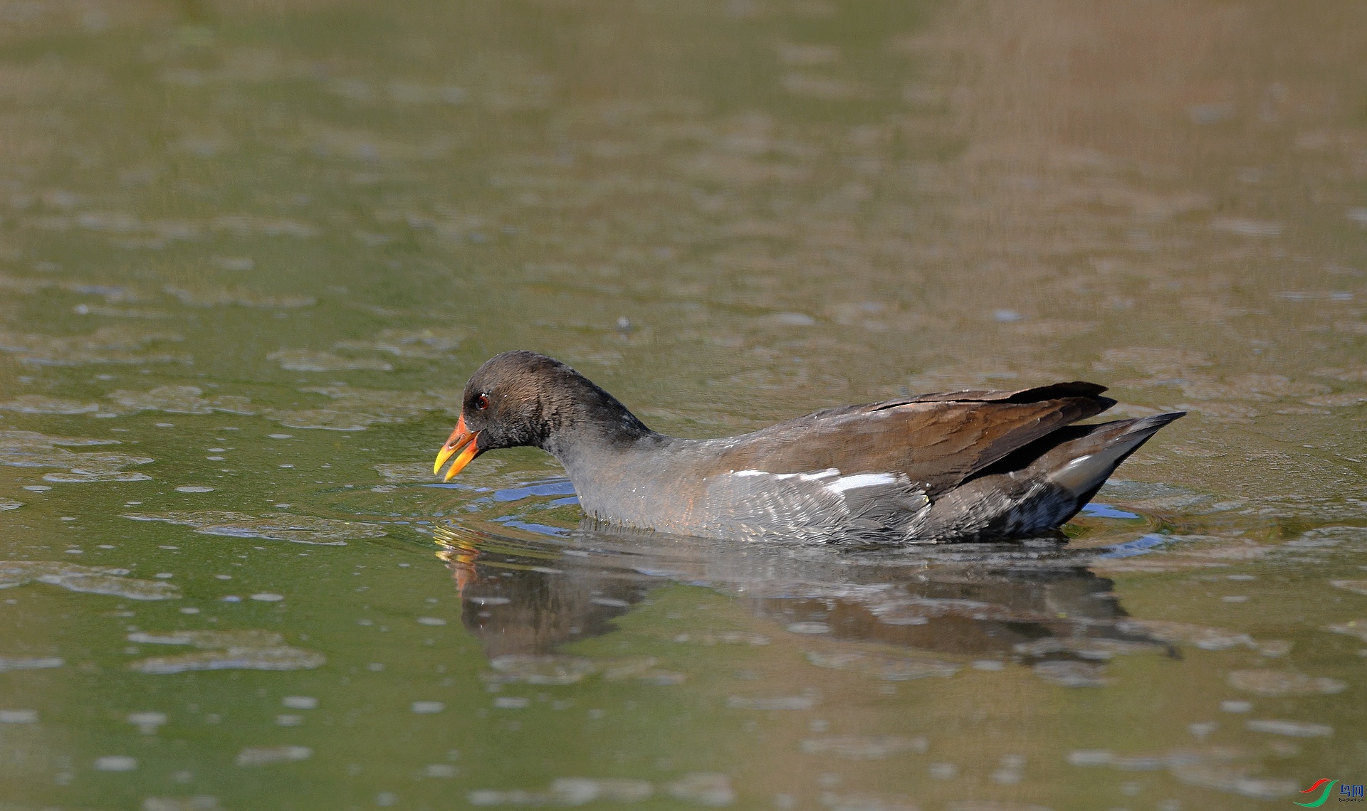 DSC_7218.jpg