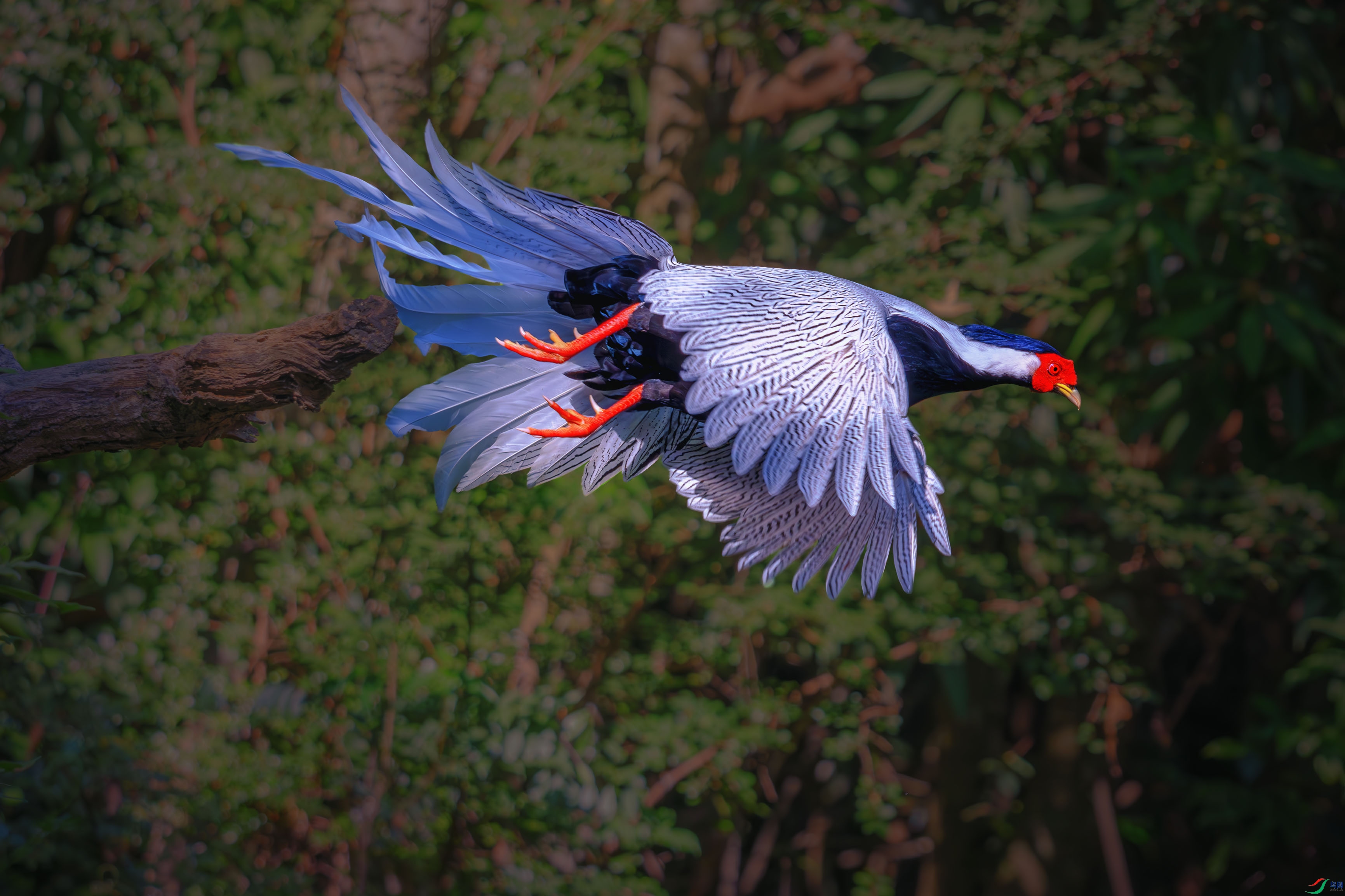 DSC_2594-����ǿ-NR ����1.jpg