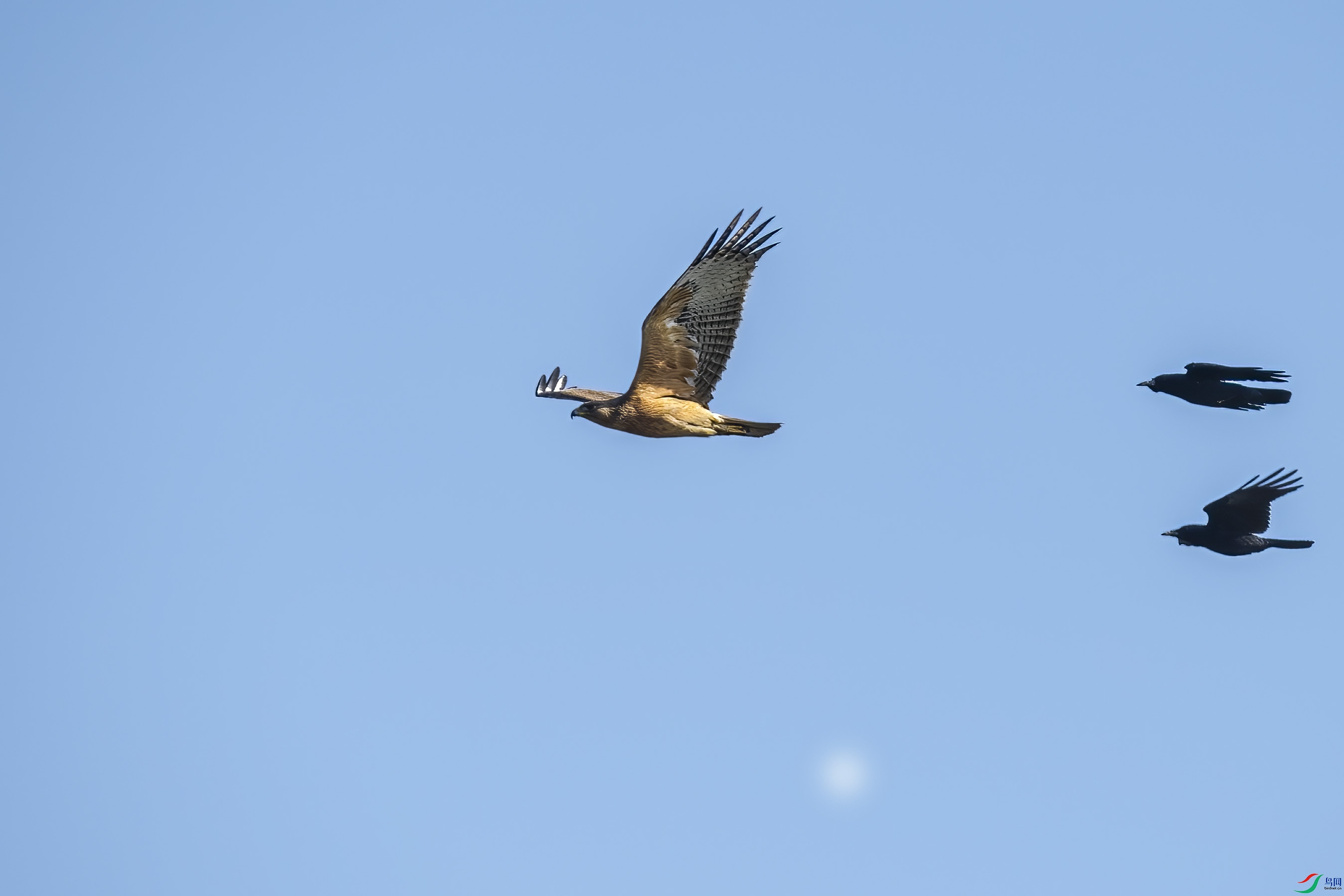 DSC_9351 ����.jpg