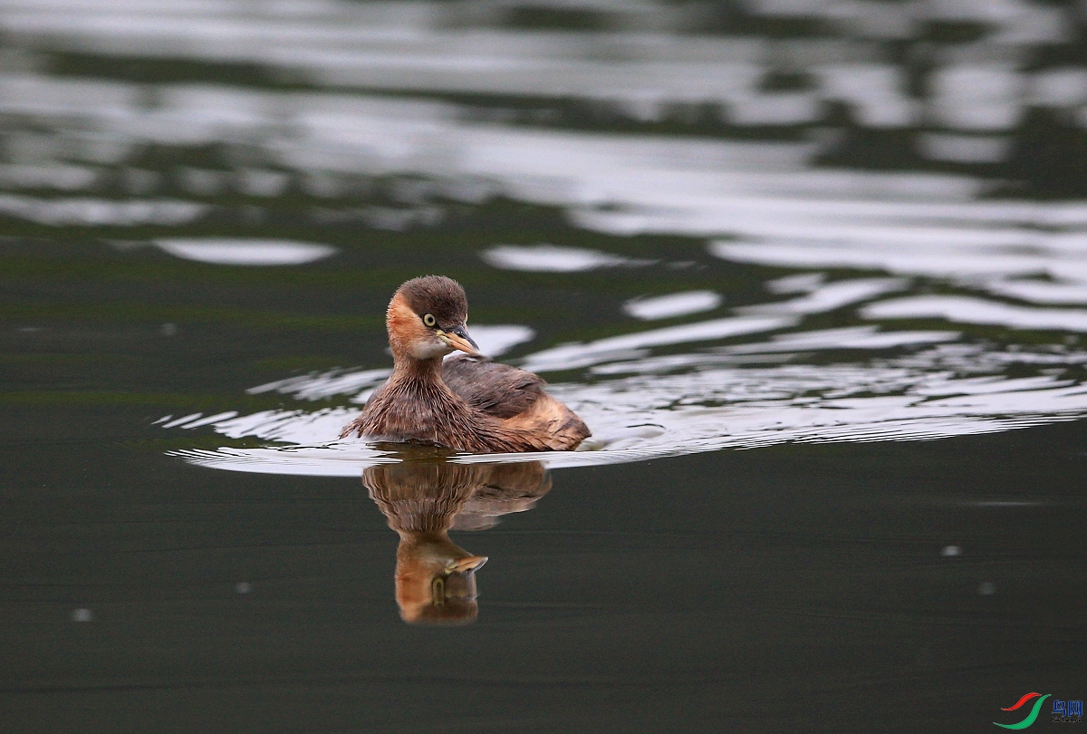 ���� IMGL1643ˮ ��1.JPG