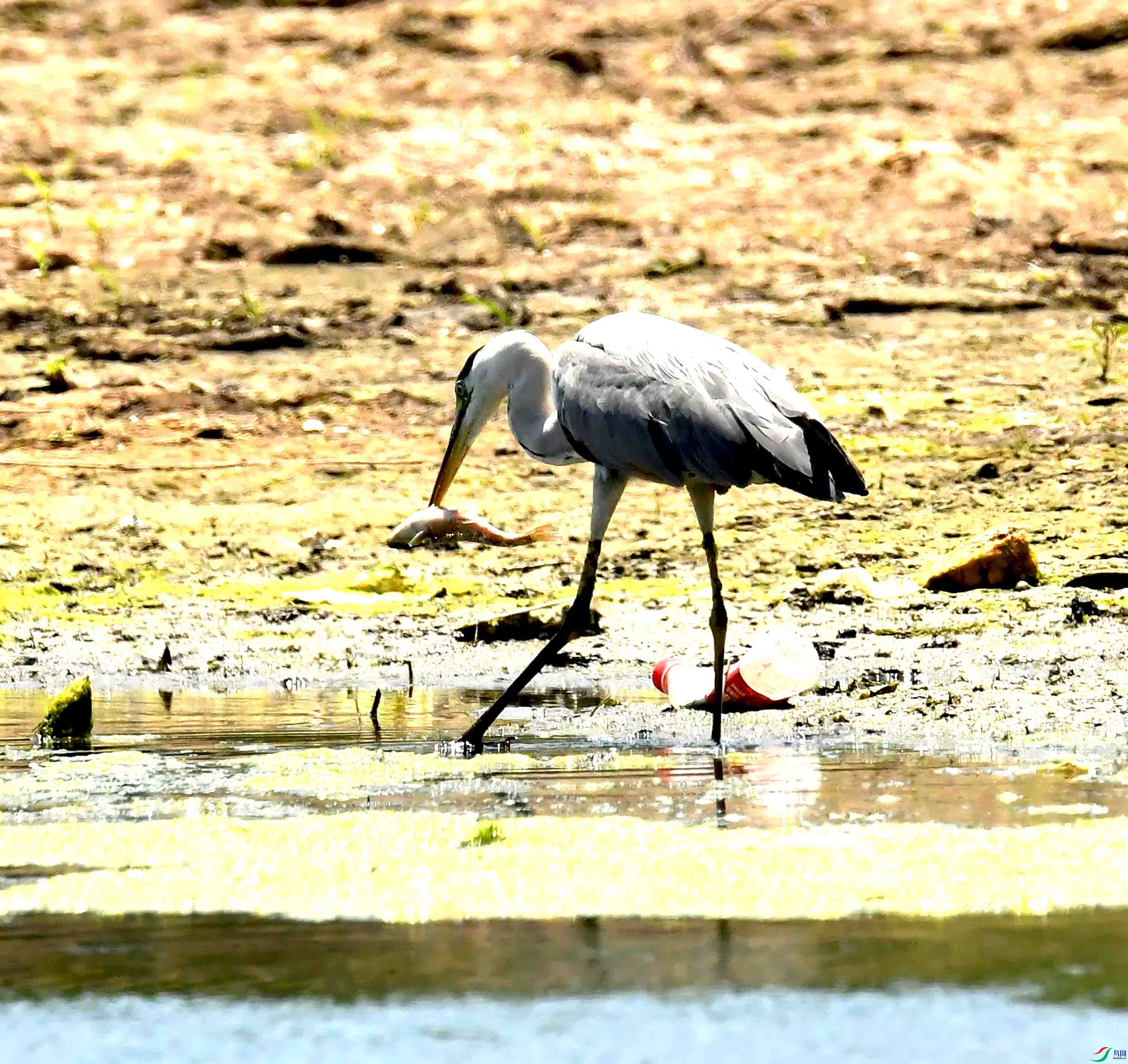 DSC_1958.JPG