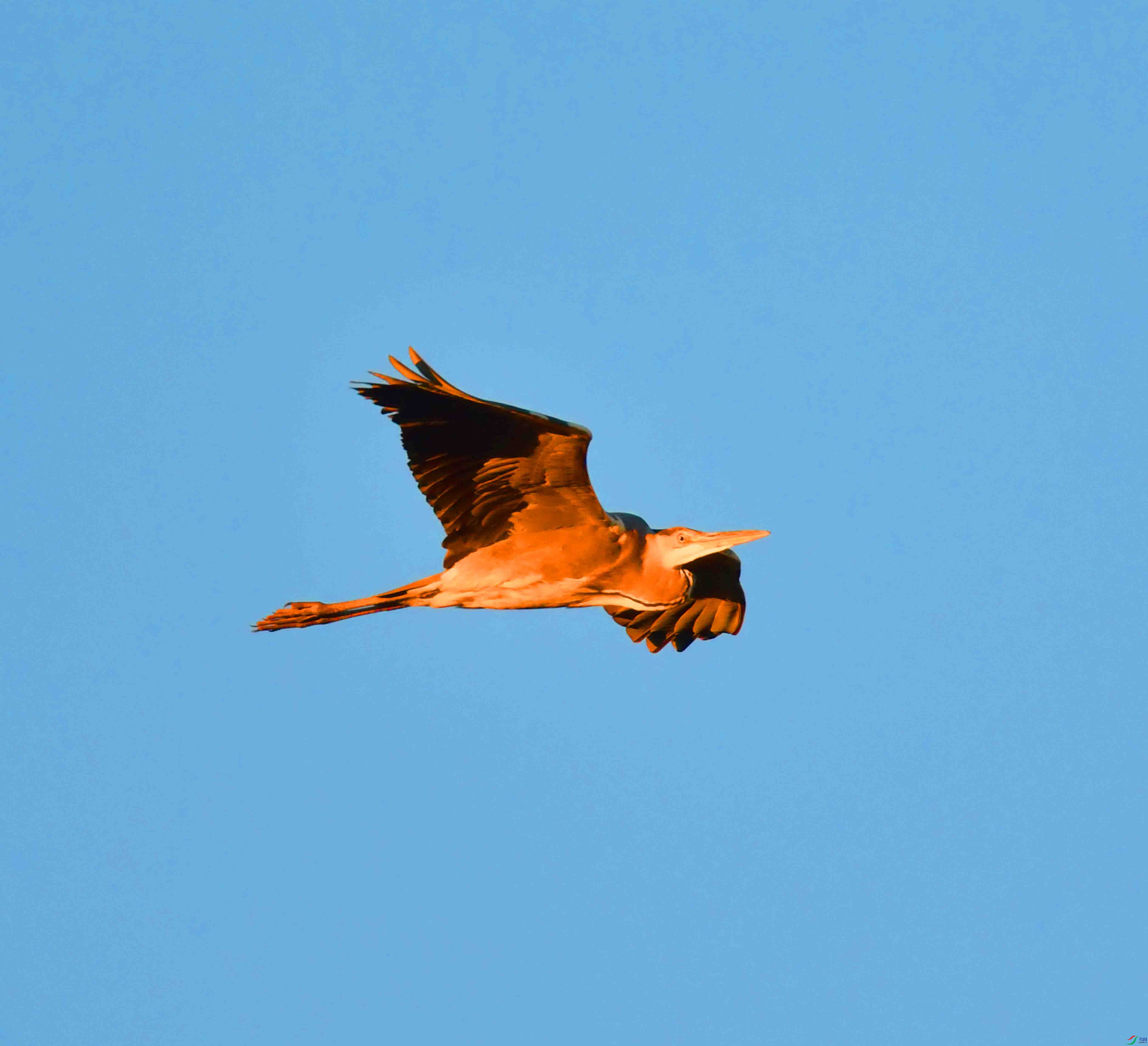 DSC_6910.JPG