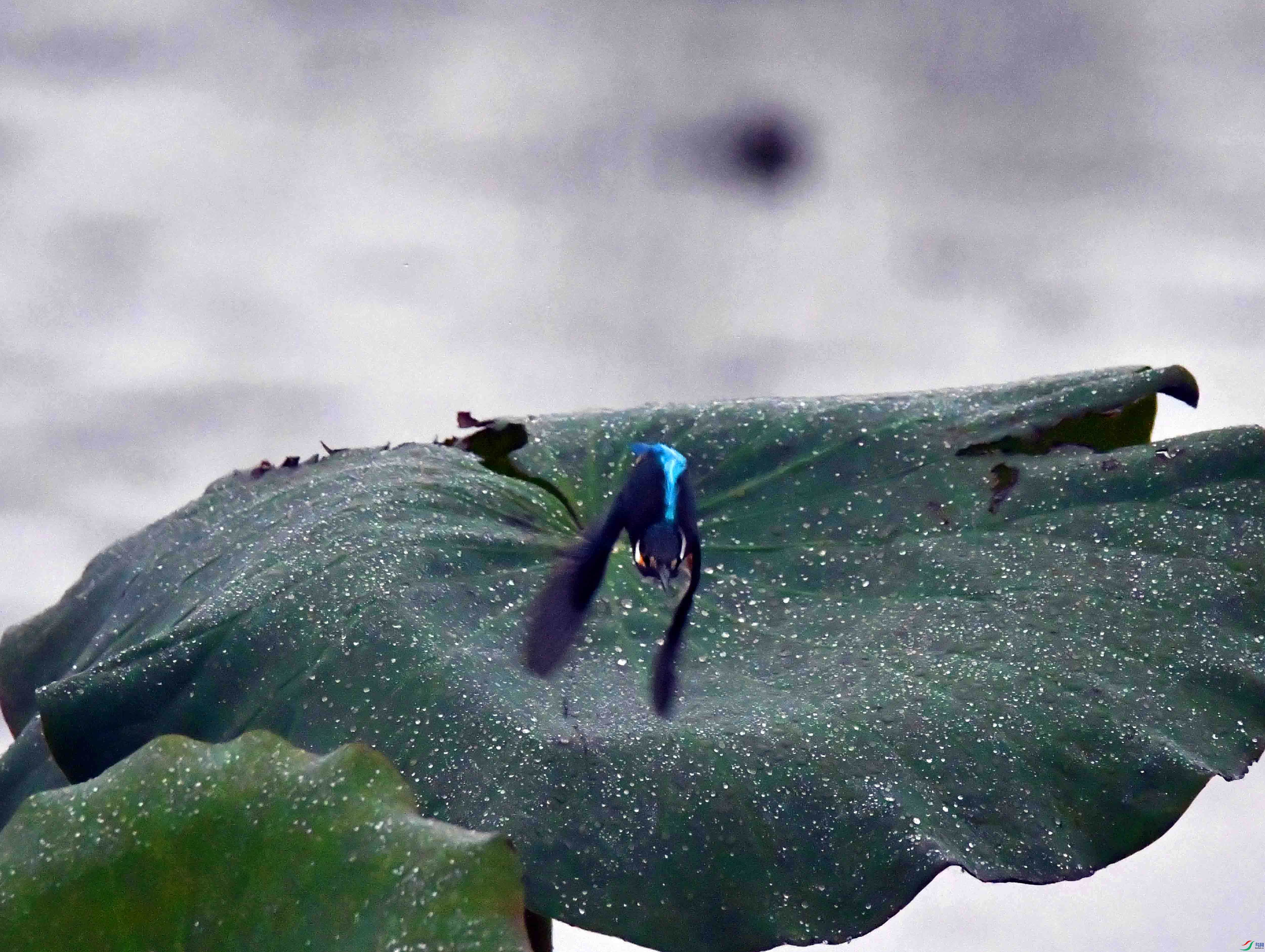 DSC_0146.JPG