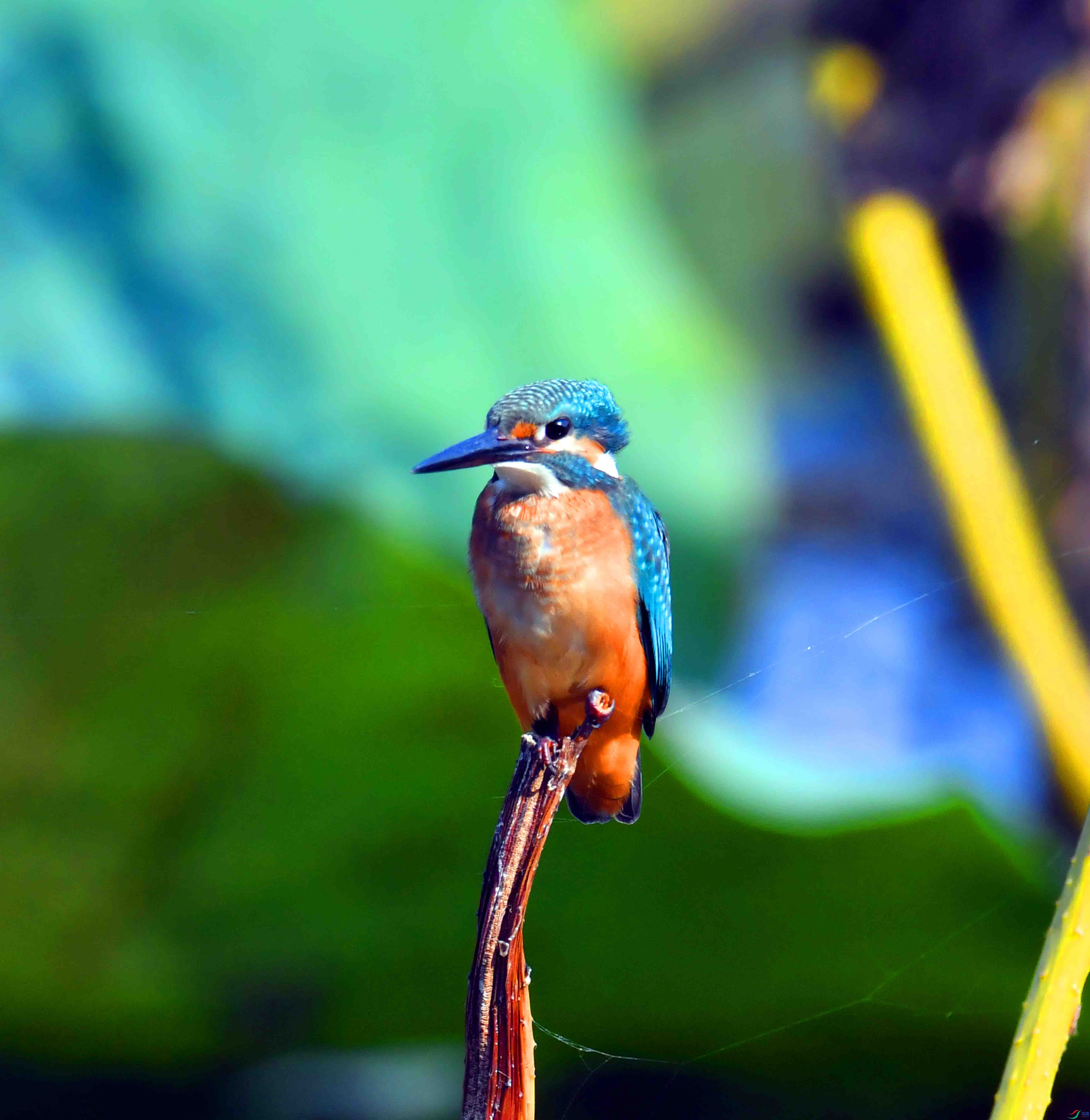 DSC_1764.JPG