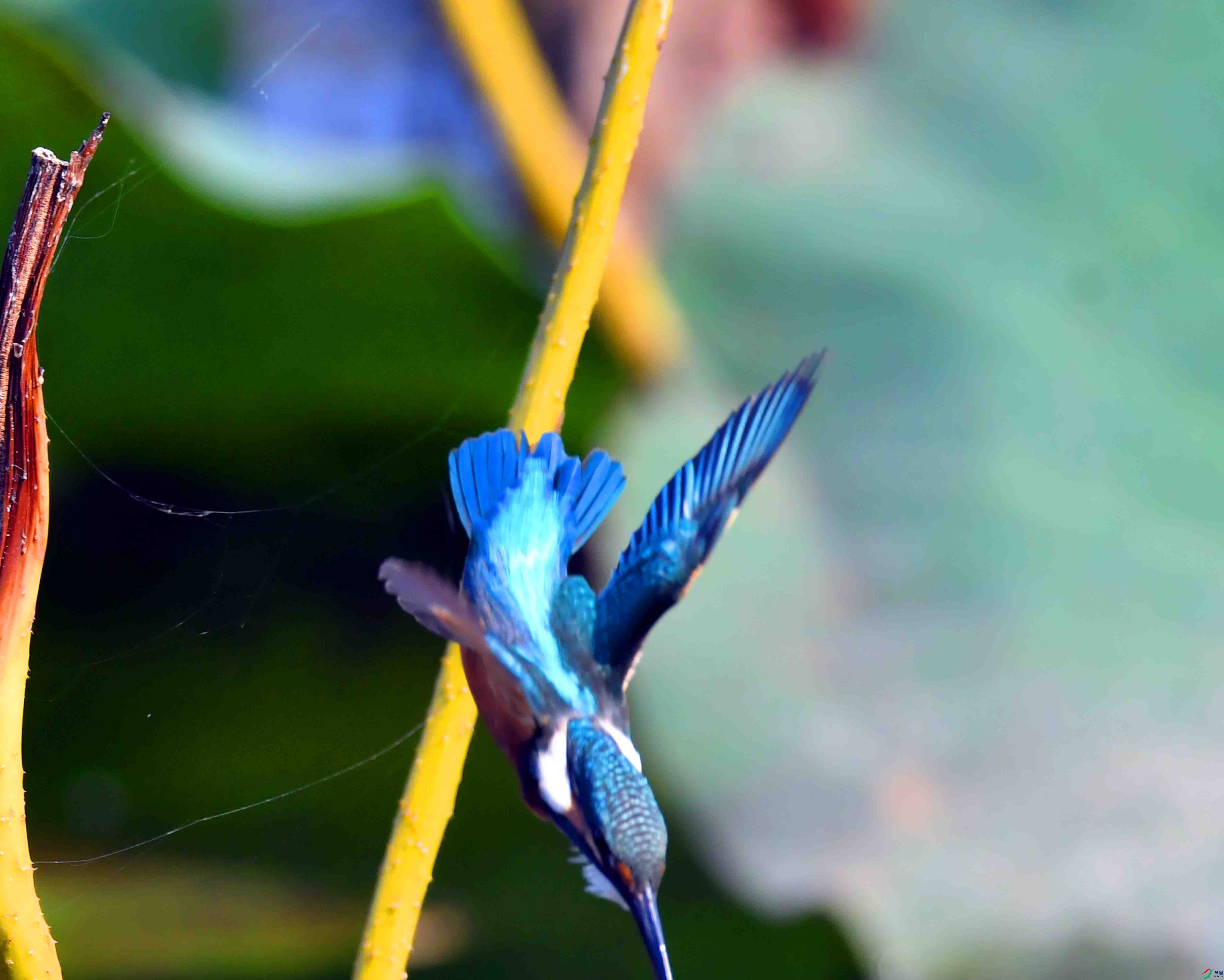 DSC_1772.JPG