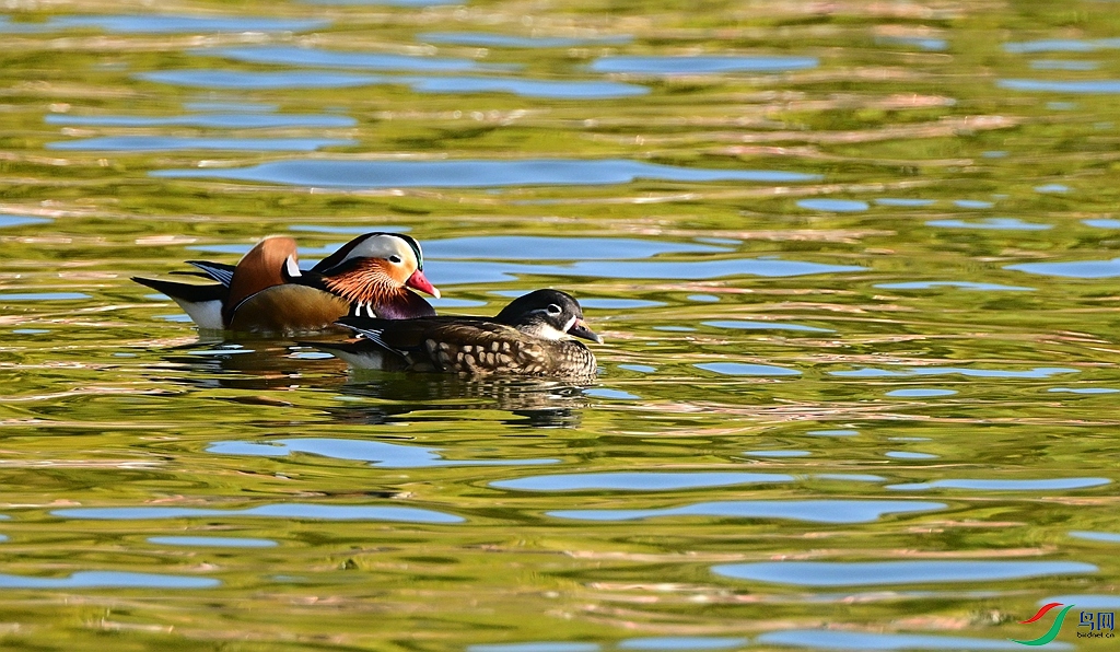 DSC_6233.JPG