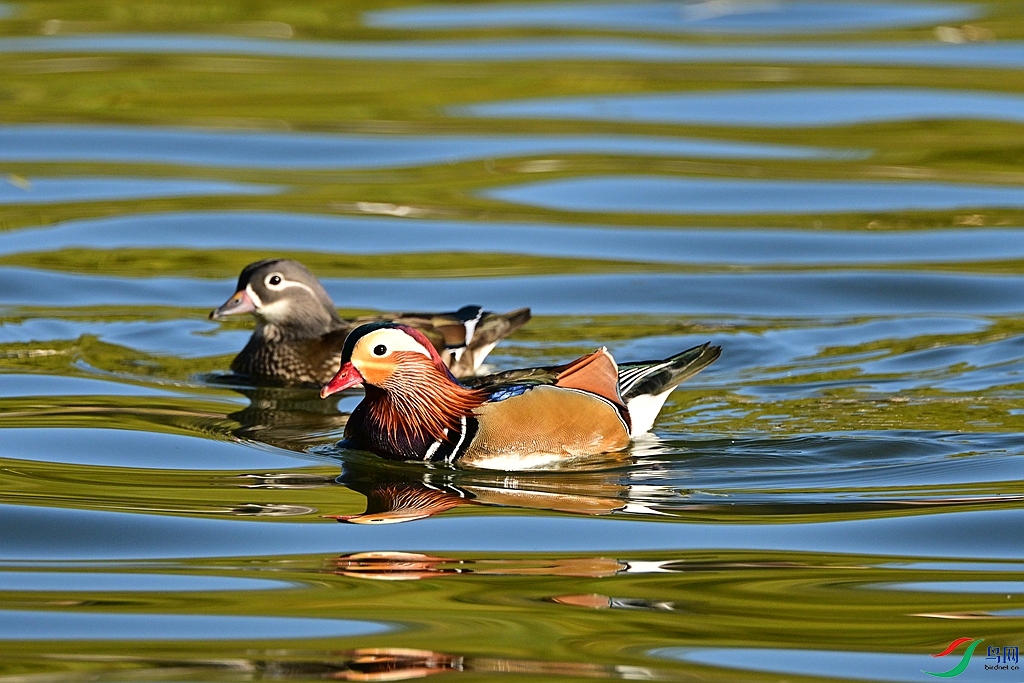 DSC_6307.JPG
