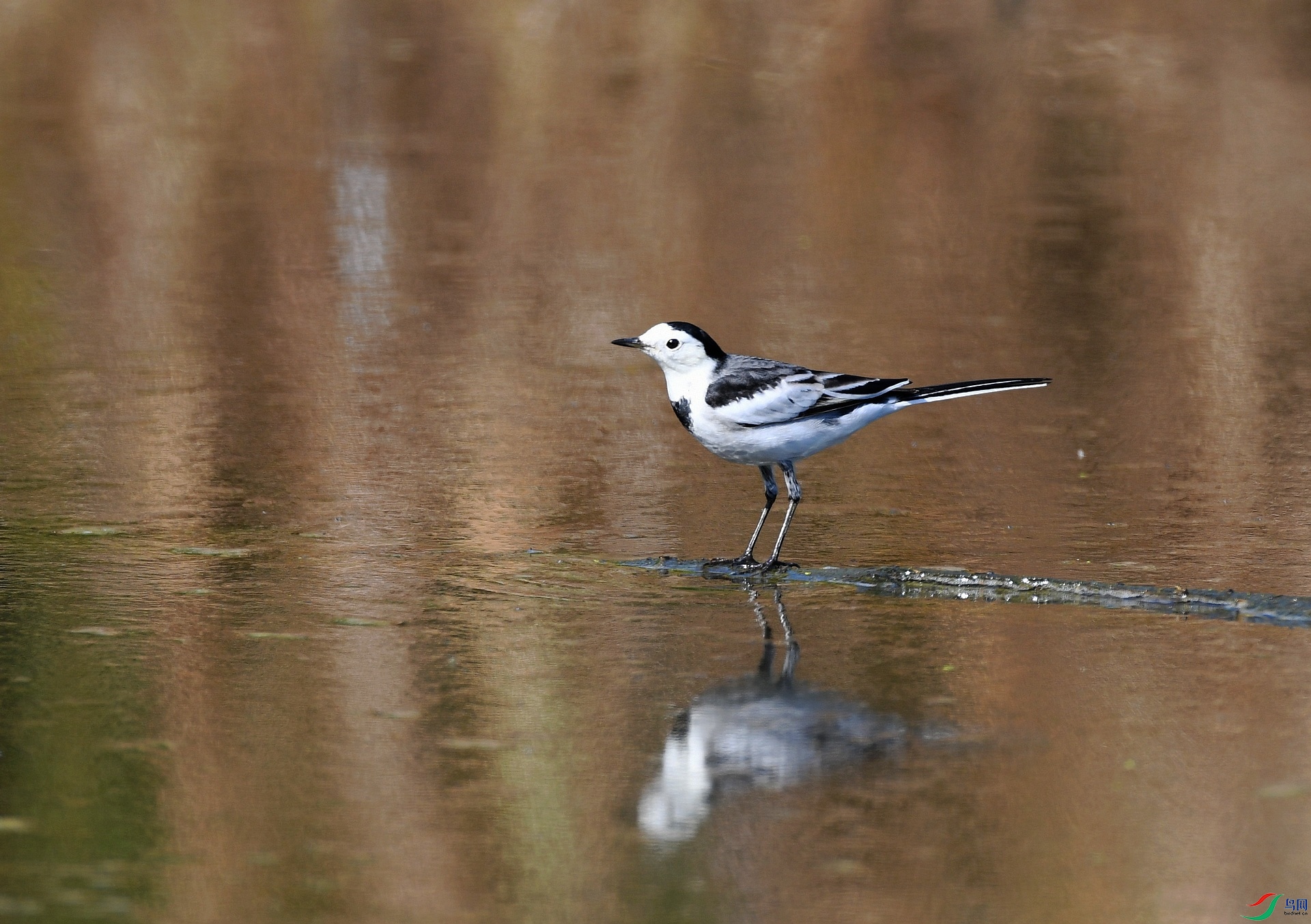 DSC_7021.jpg