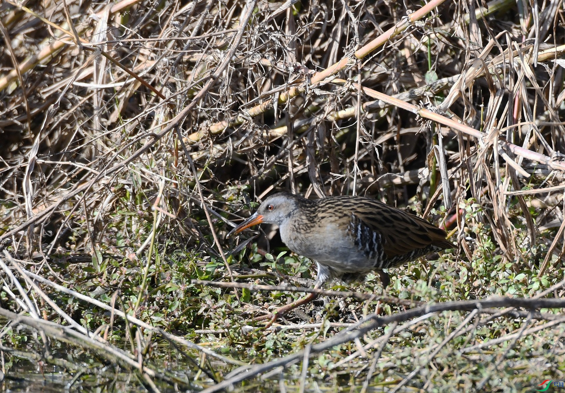DSC_7405.jpg