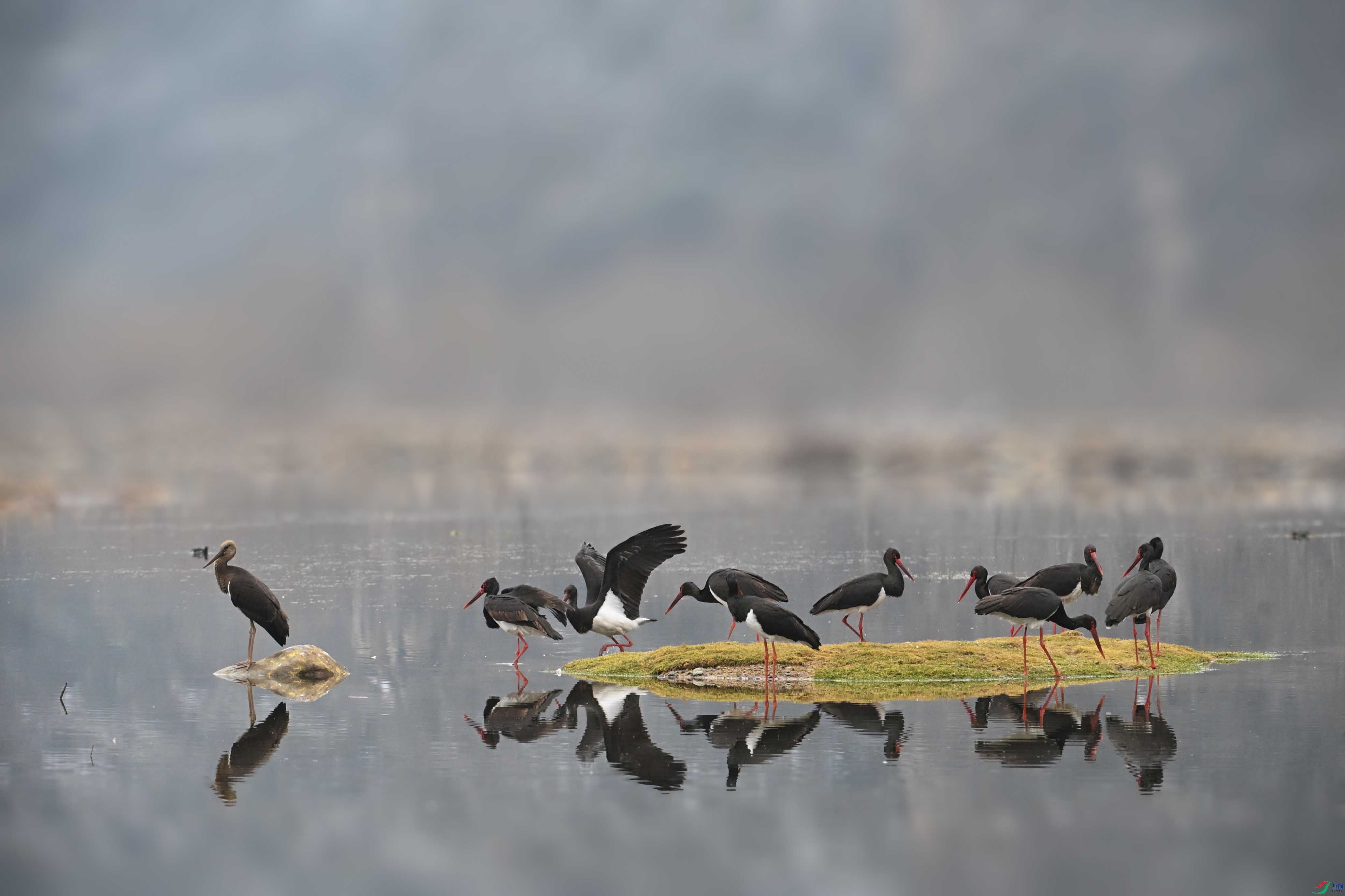 DSC_0339 ����.jpg