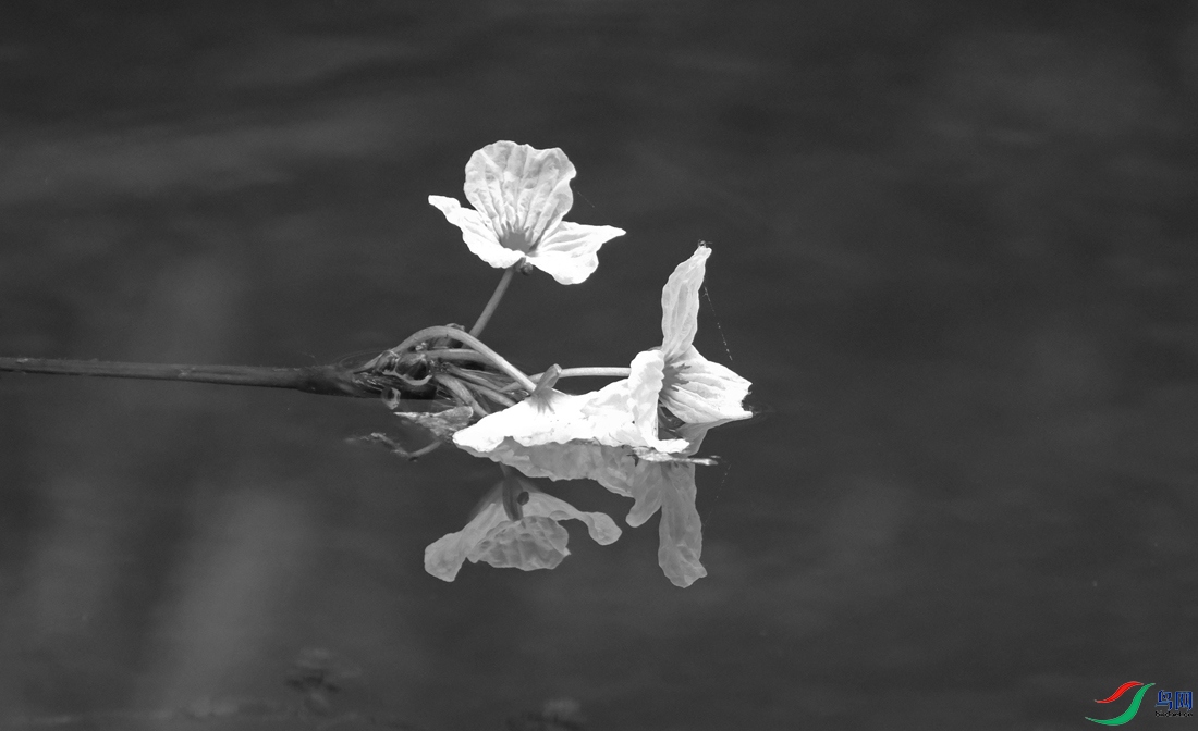 DSCF0828.1.jpg