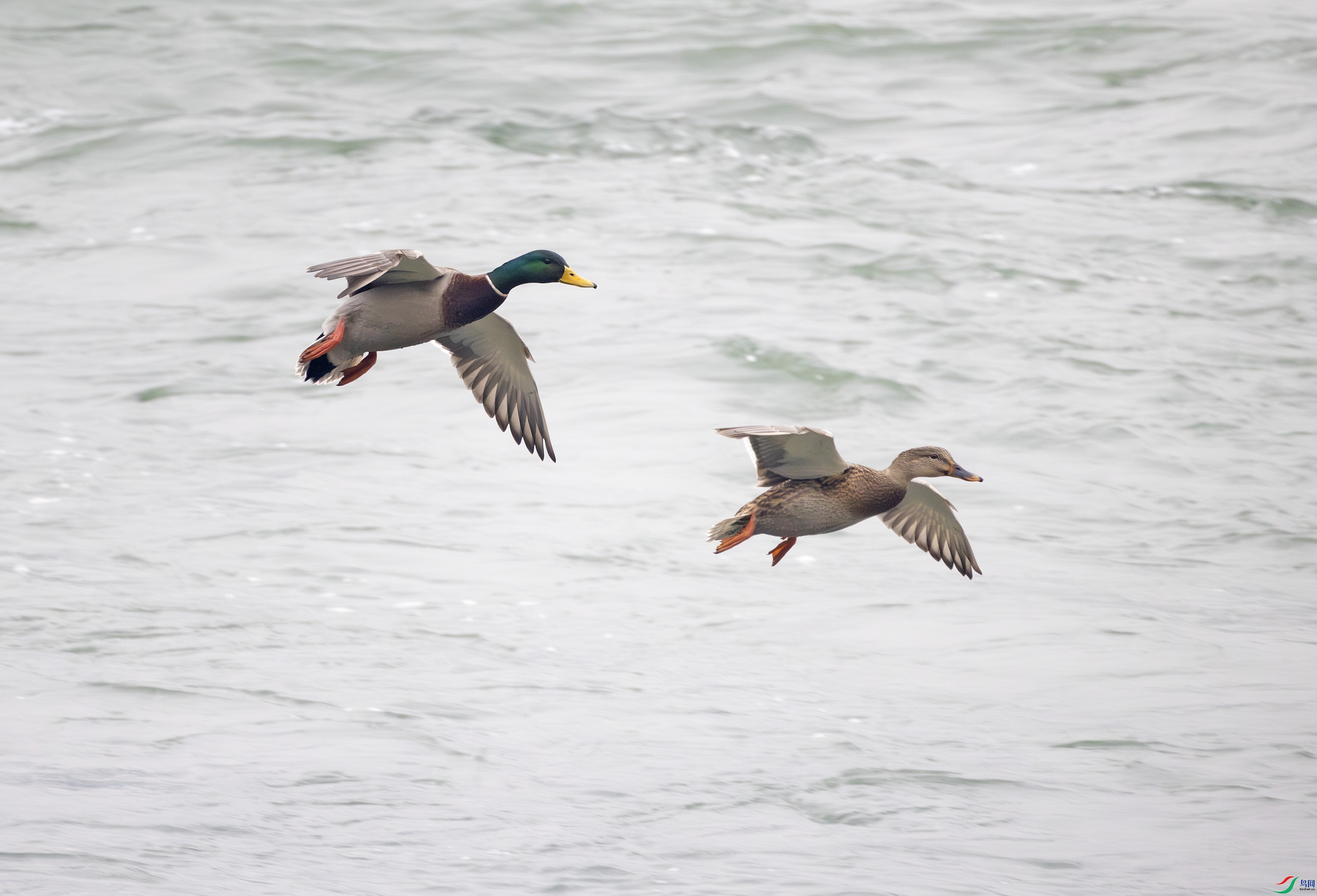 G47A1792-����ǿ-NR ����.jpg